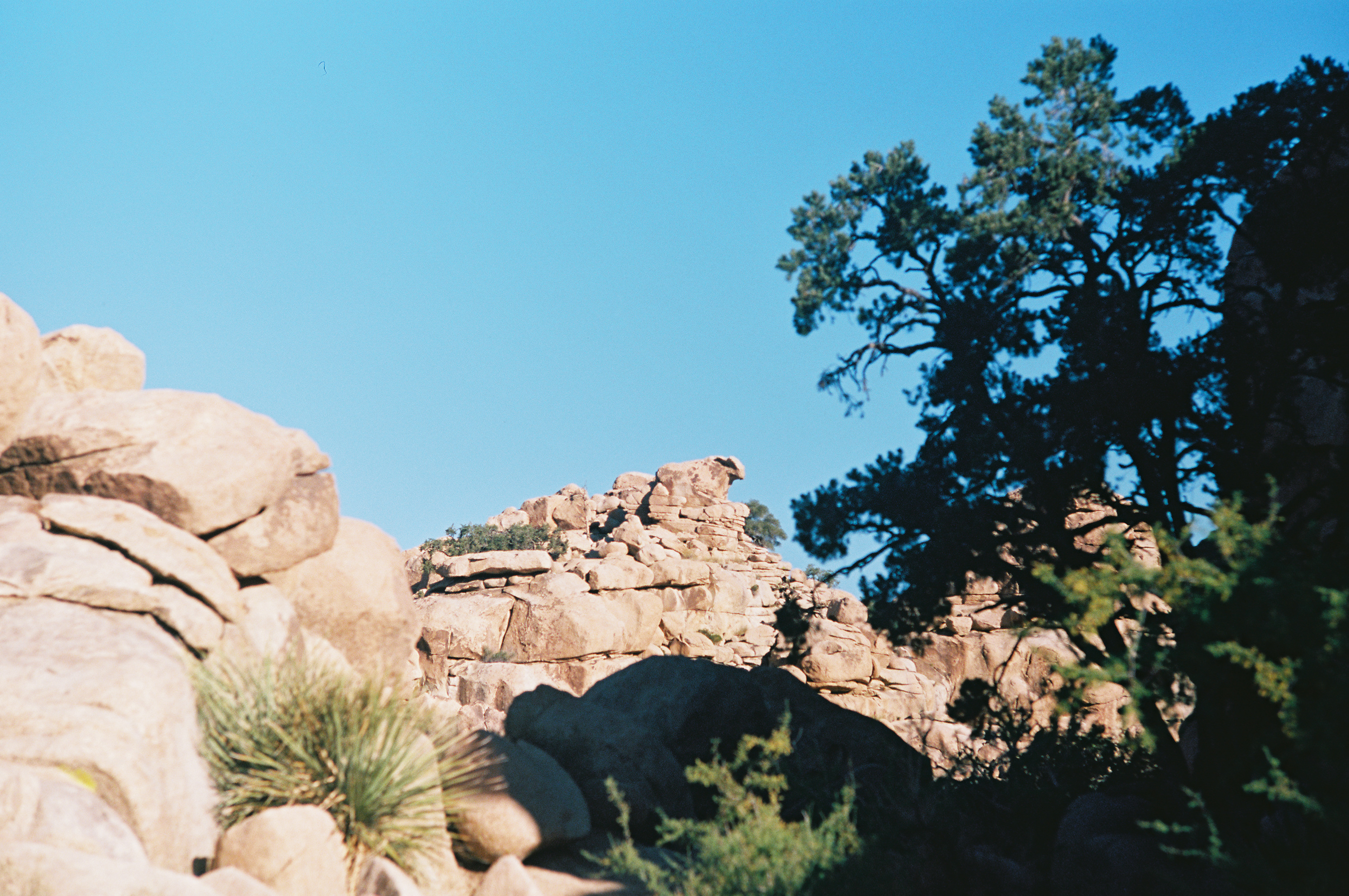 Joshua Tree no. 1 photo 6