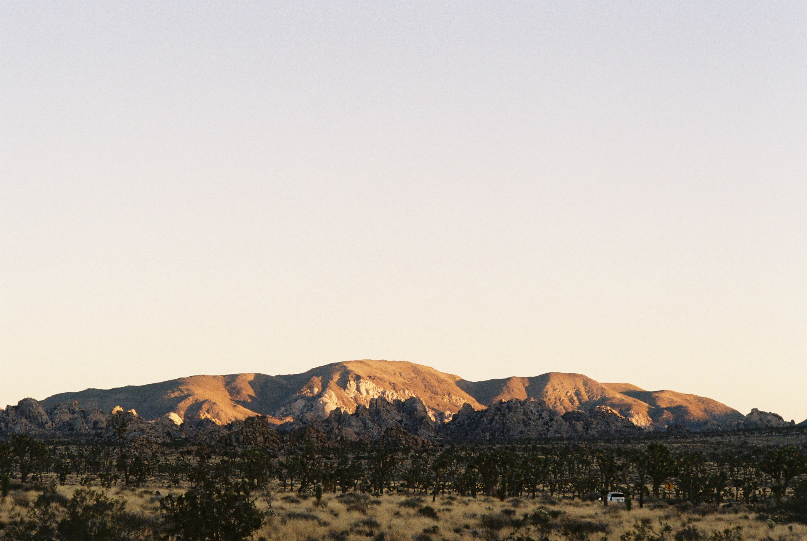 Joshua Tree no. 2 photo 1