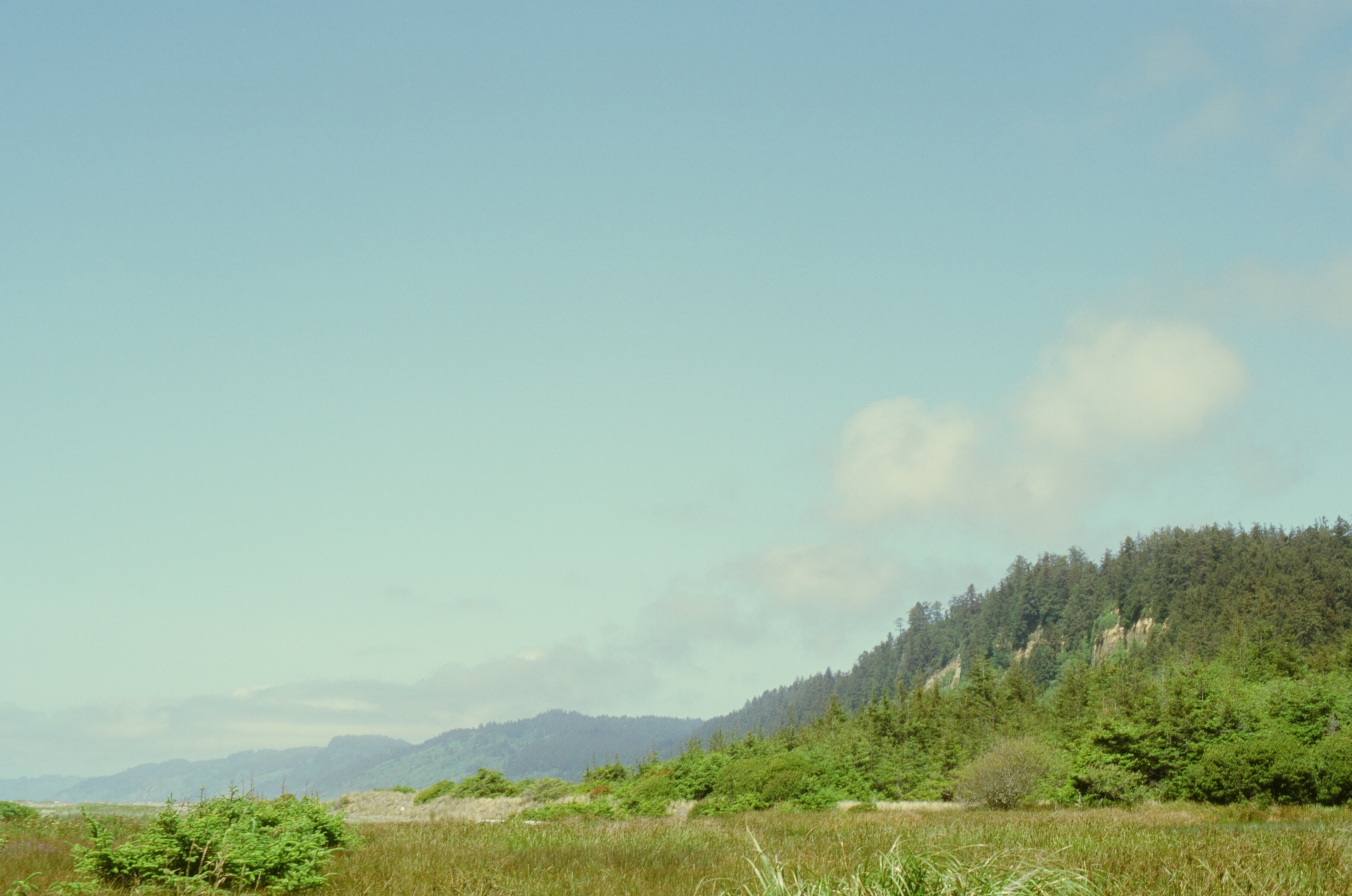 Redwoods photo 6