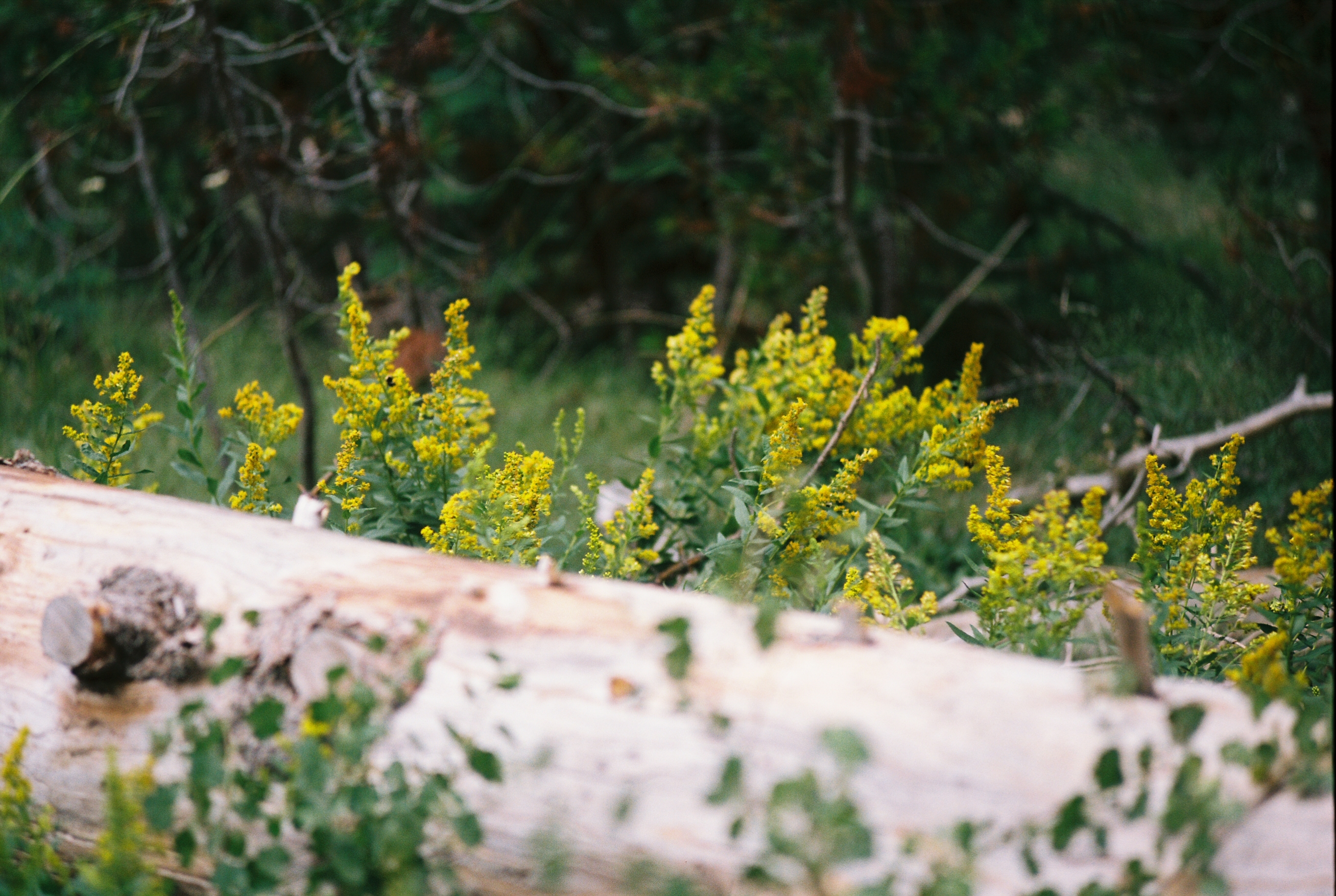 Yosemite photo 9