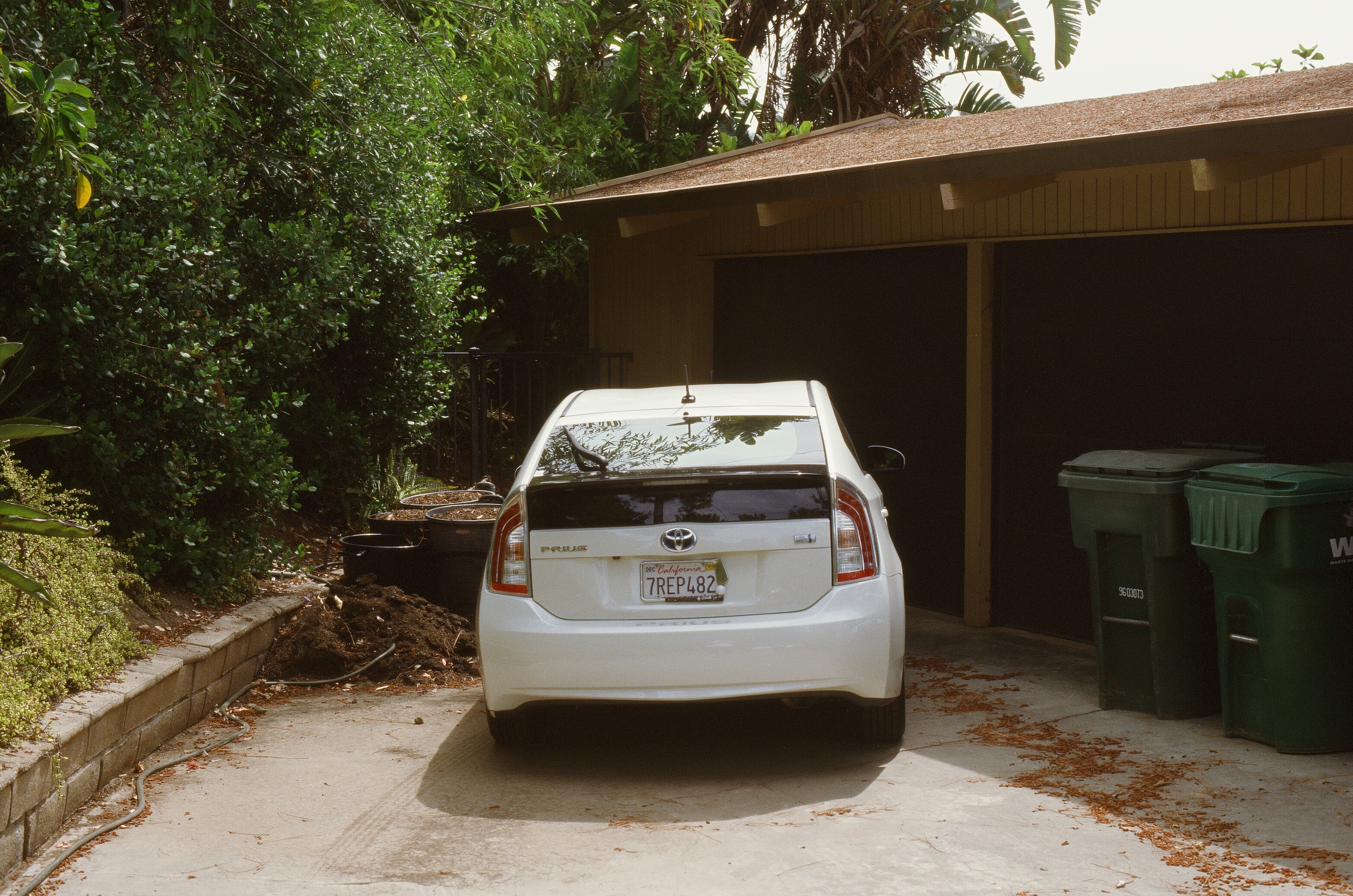 Redwoods photo 21