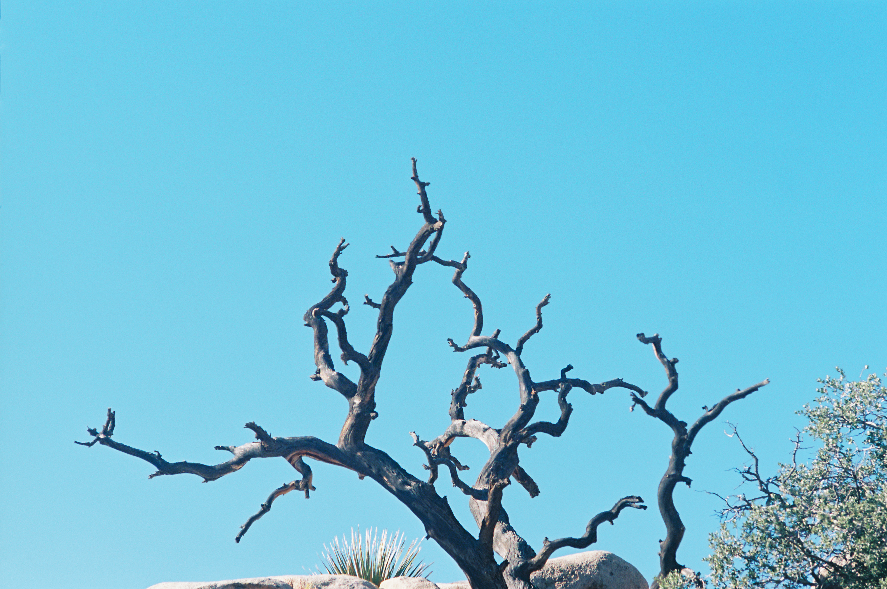 Joshua Tree no. 1 photo 8
