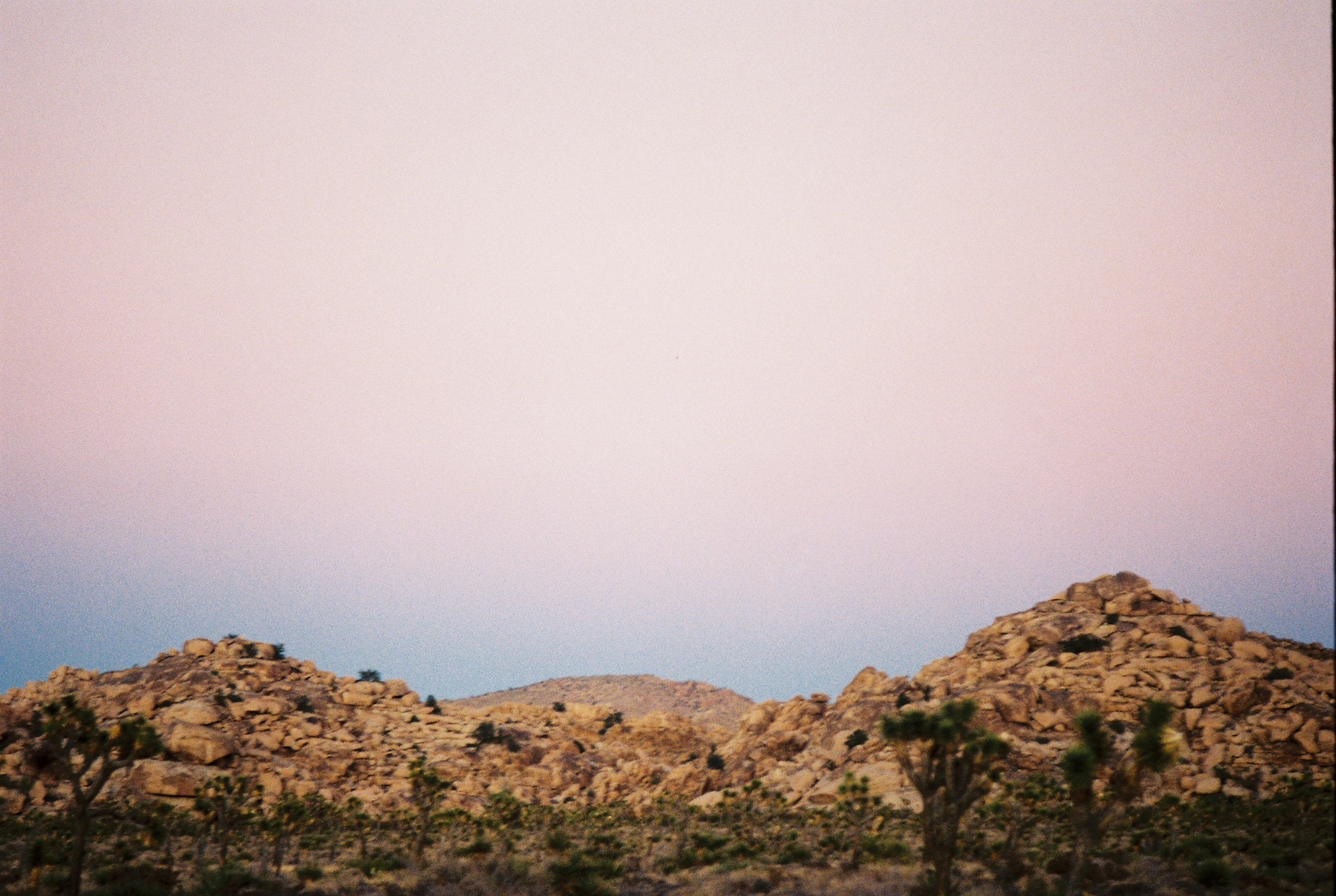 Joshua Tree no. 2 photo 2