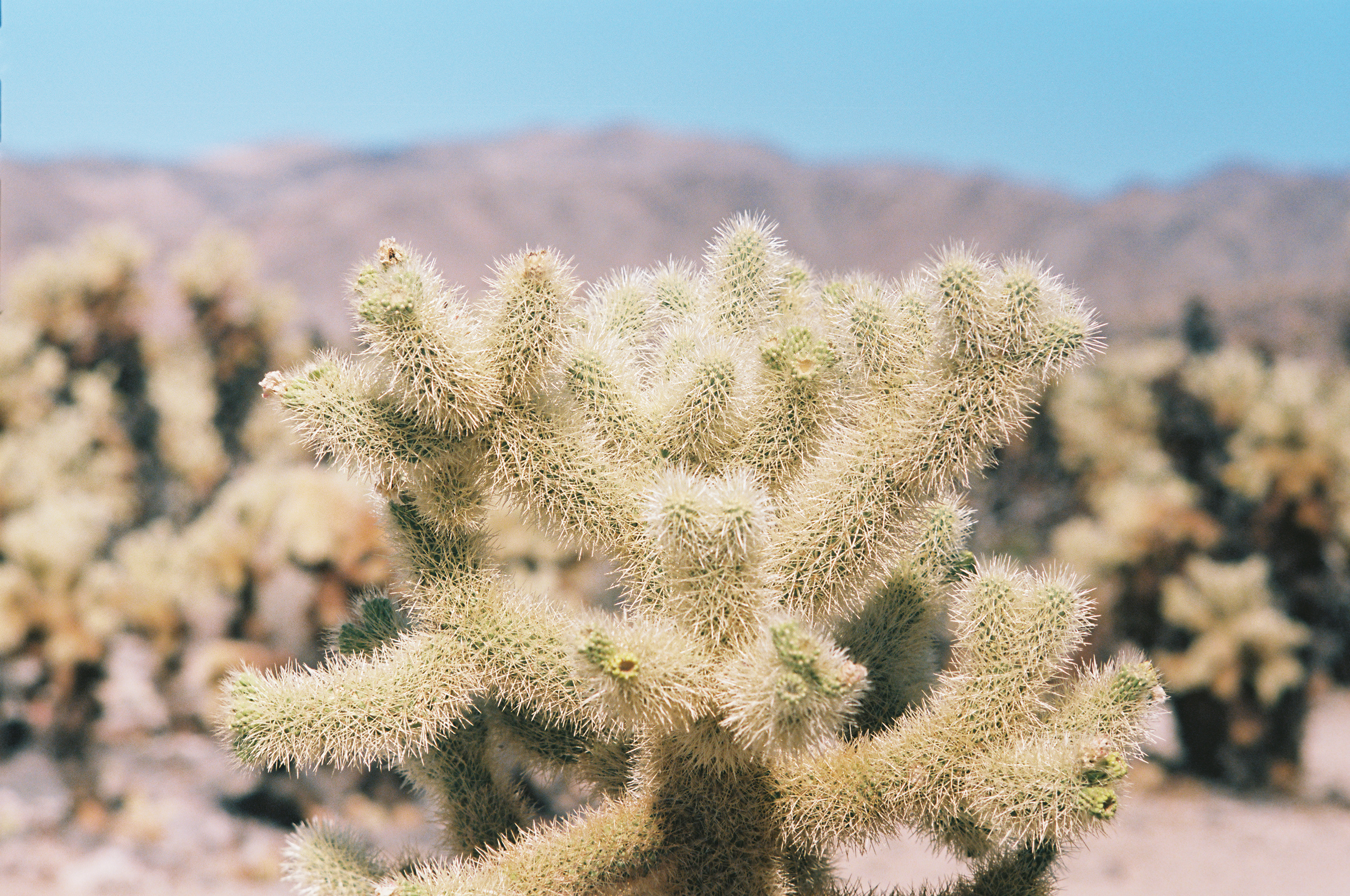 Joshua Tree no. 1 photo 9