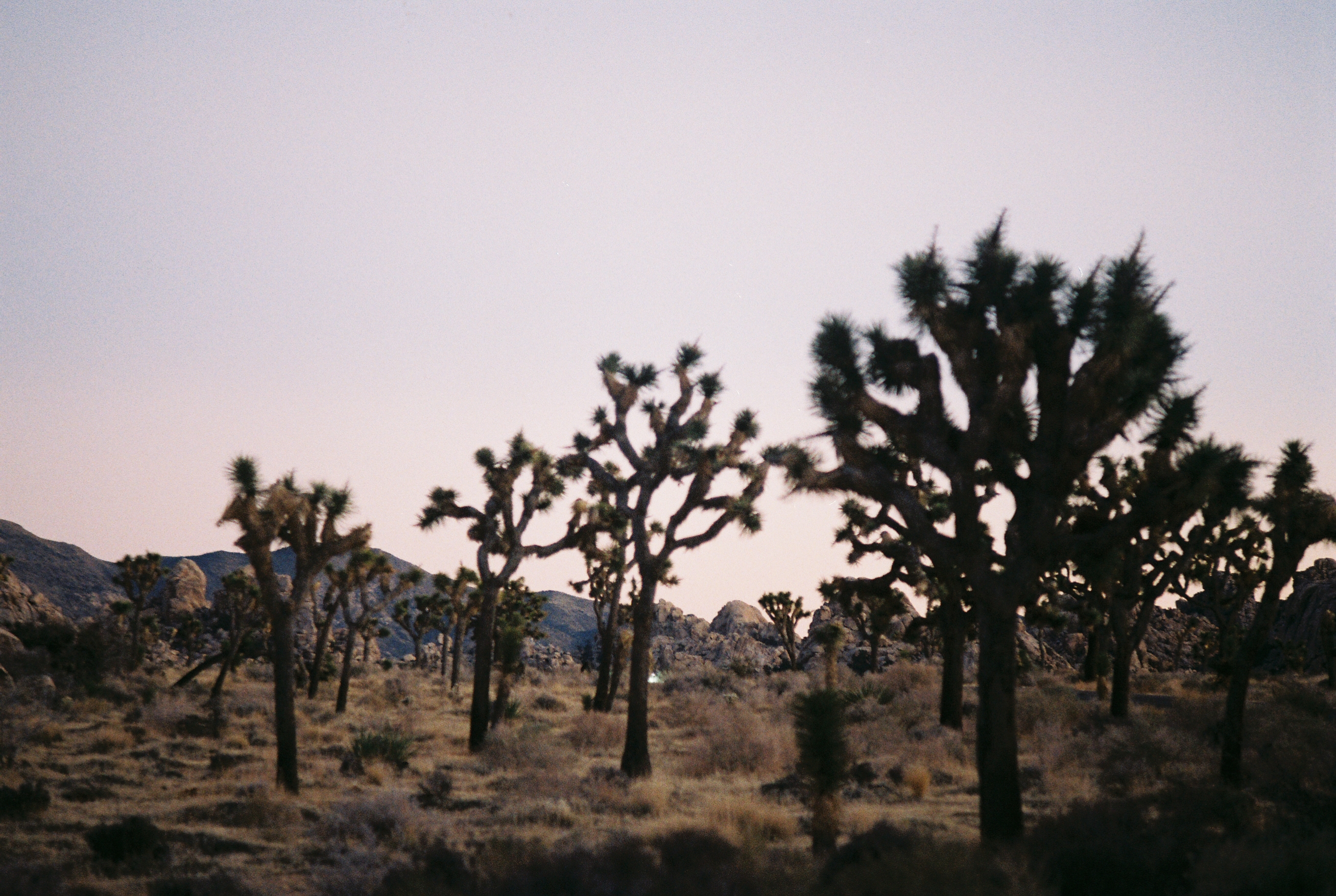 Joshua Tree no. 2 photo 3