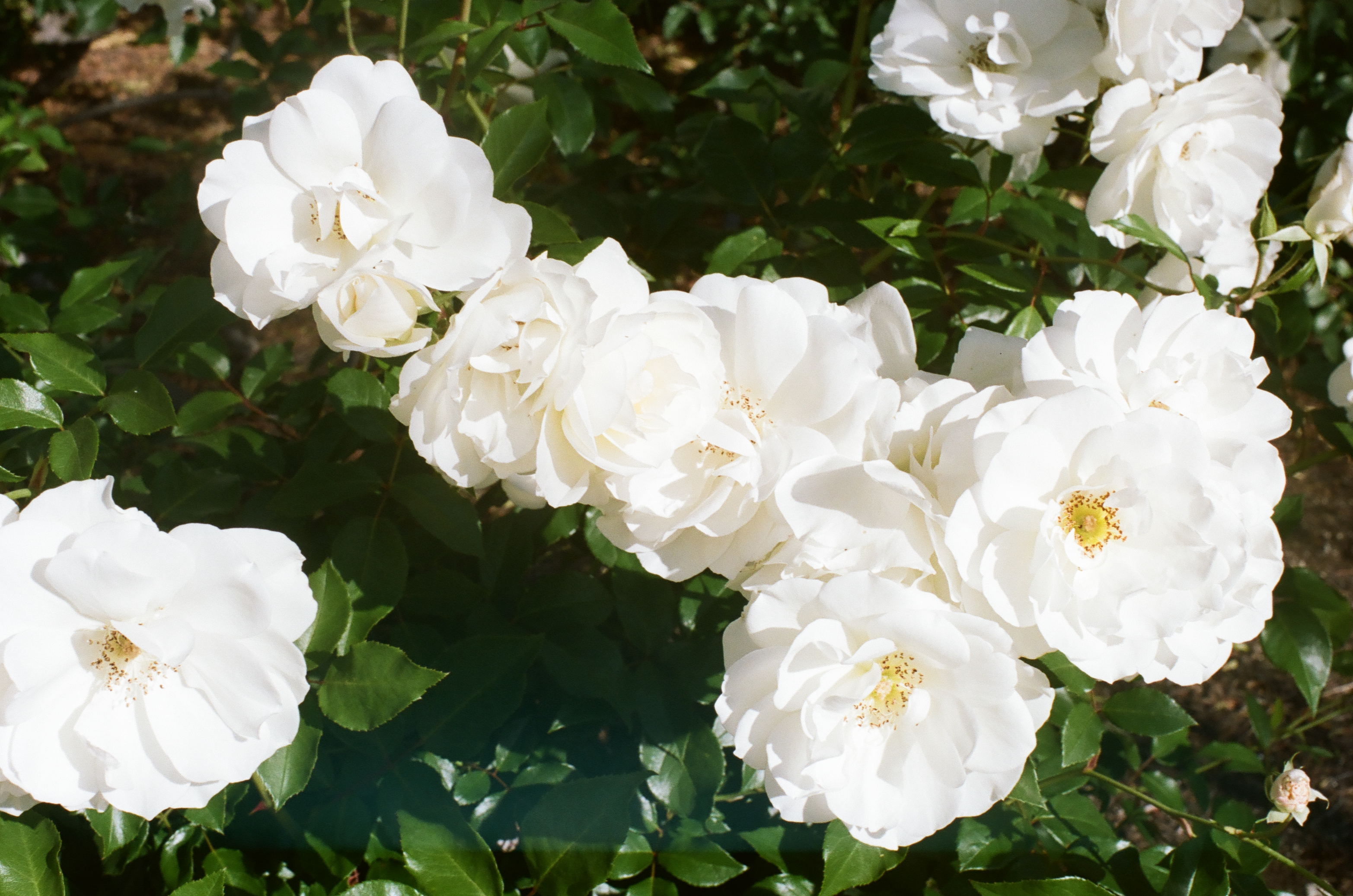 roses