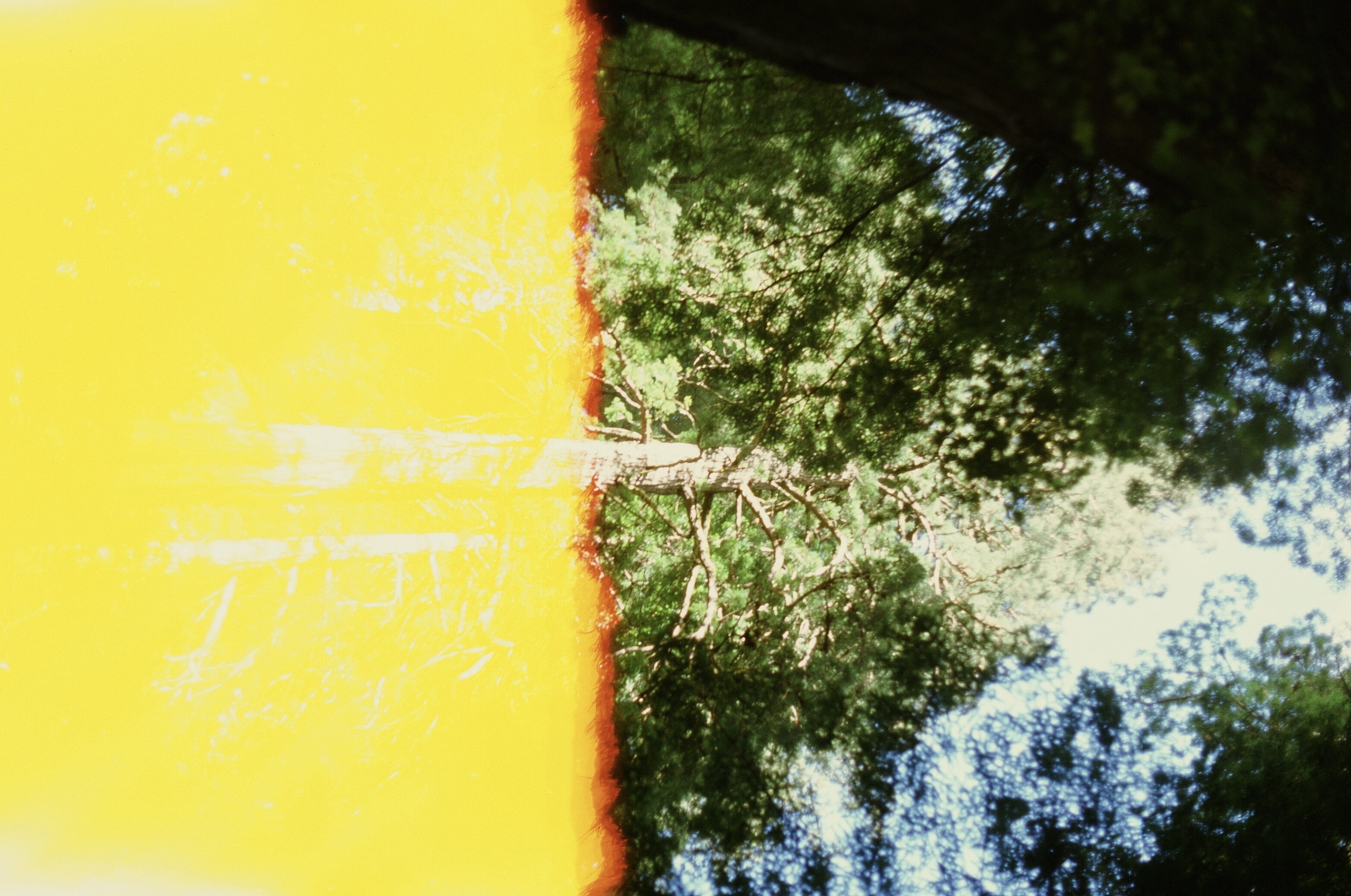Redwoods photo 1