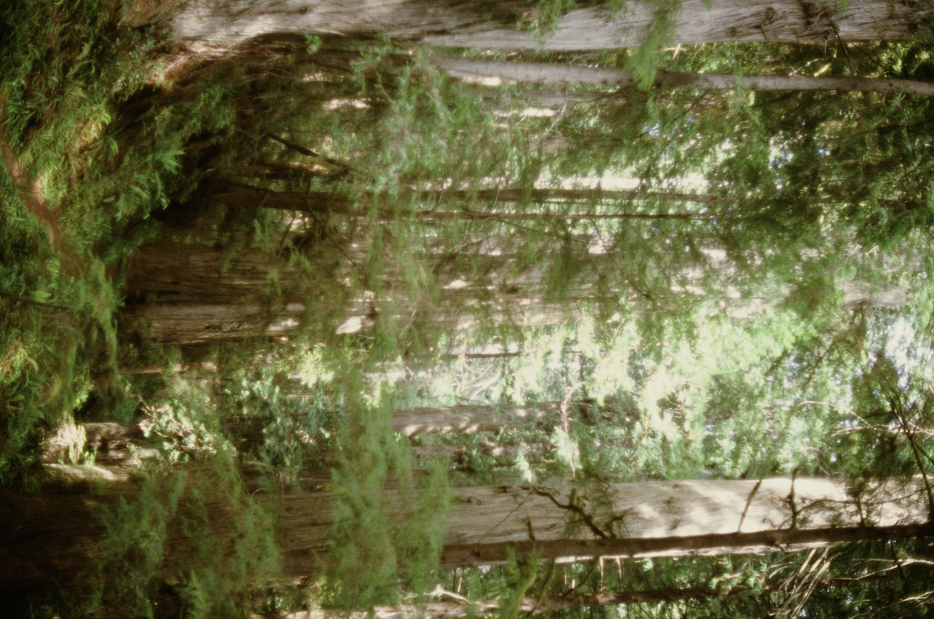 Redwoods photo 10