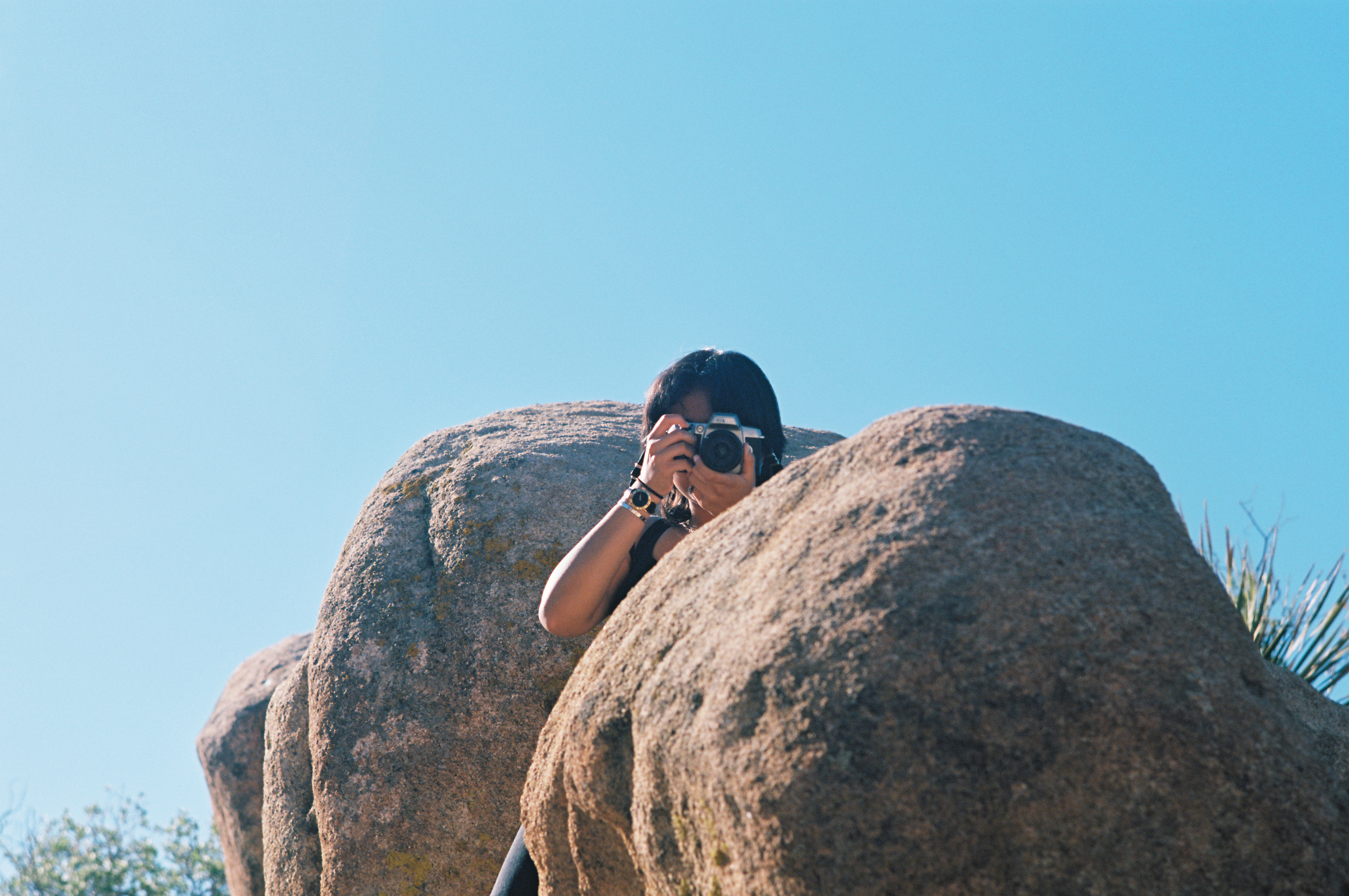 Joshua Tree no. 1 photo 2