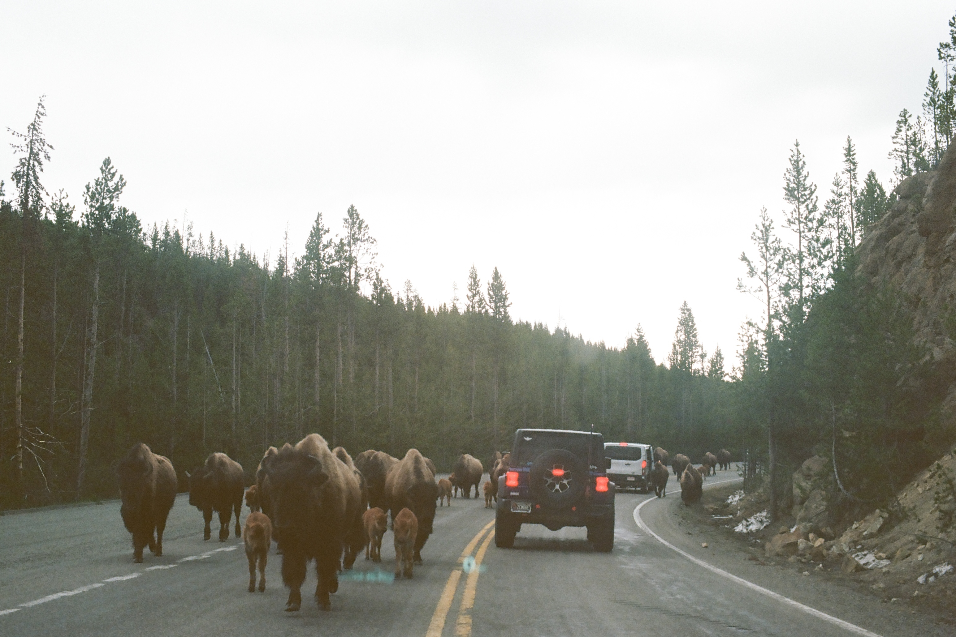 Yellowstone photo 10