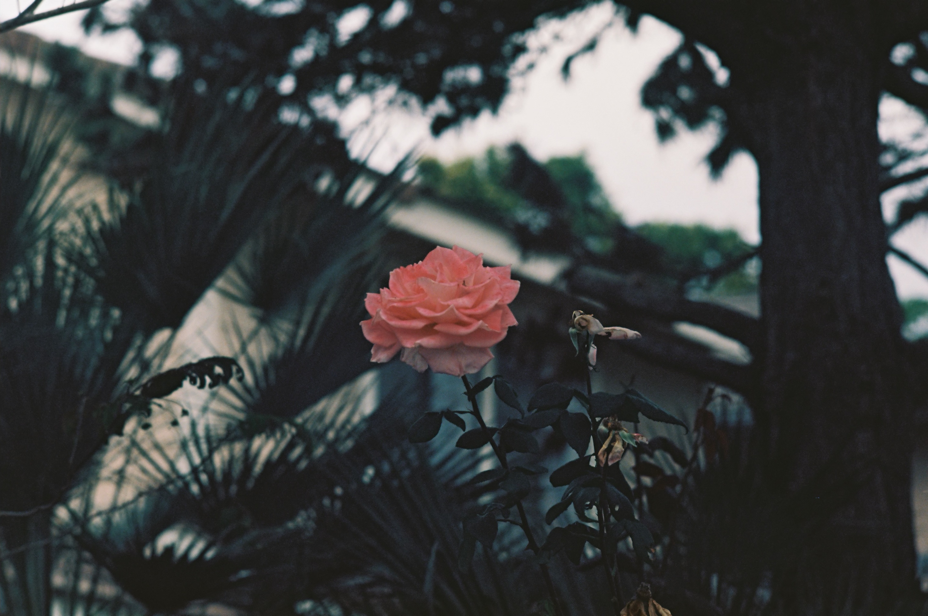 Tustin photo 5