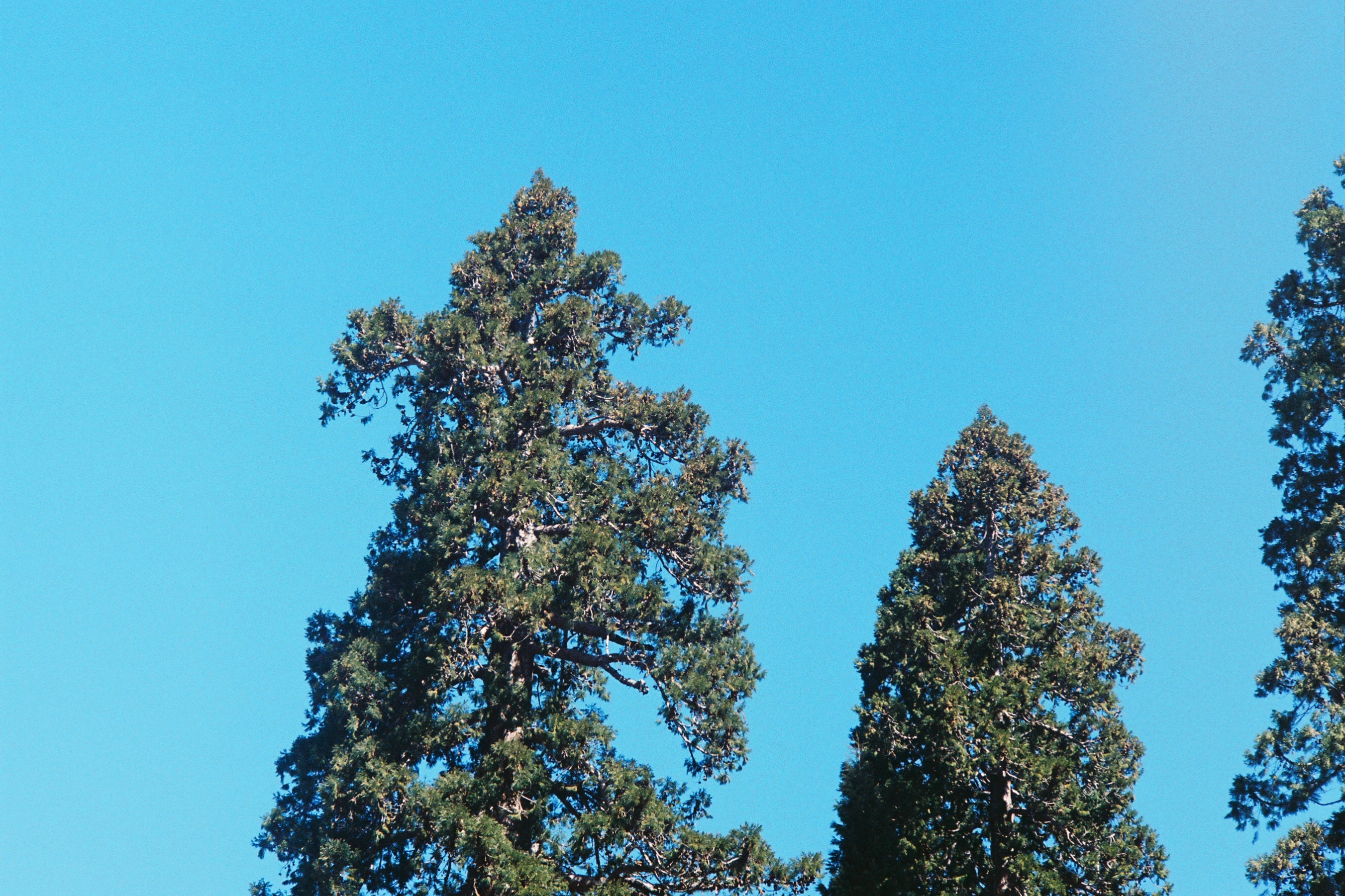 Forest trees 1