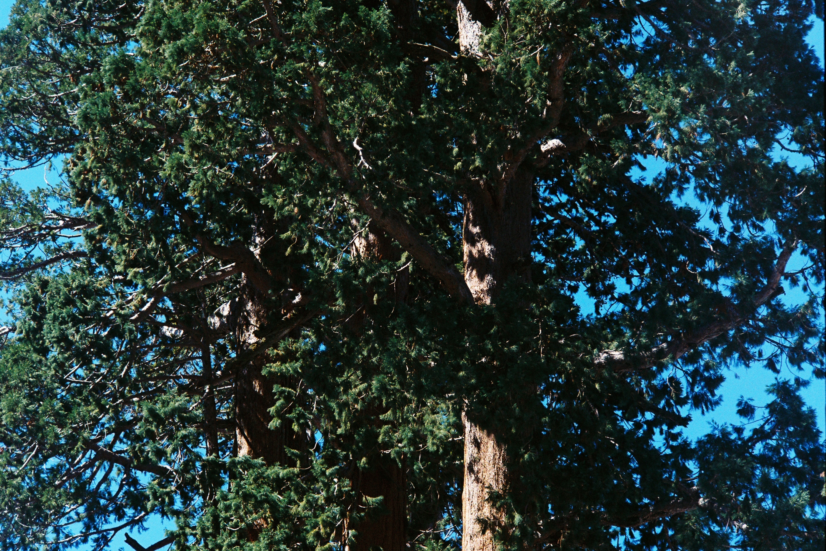 Forest trees 2