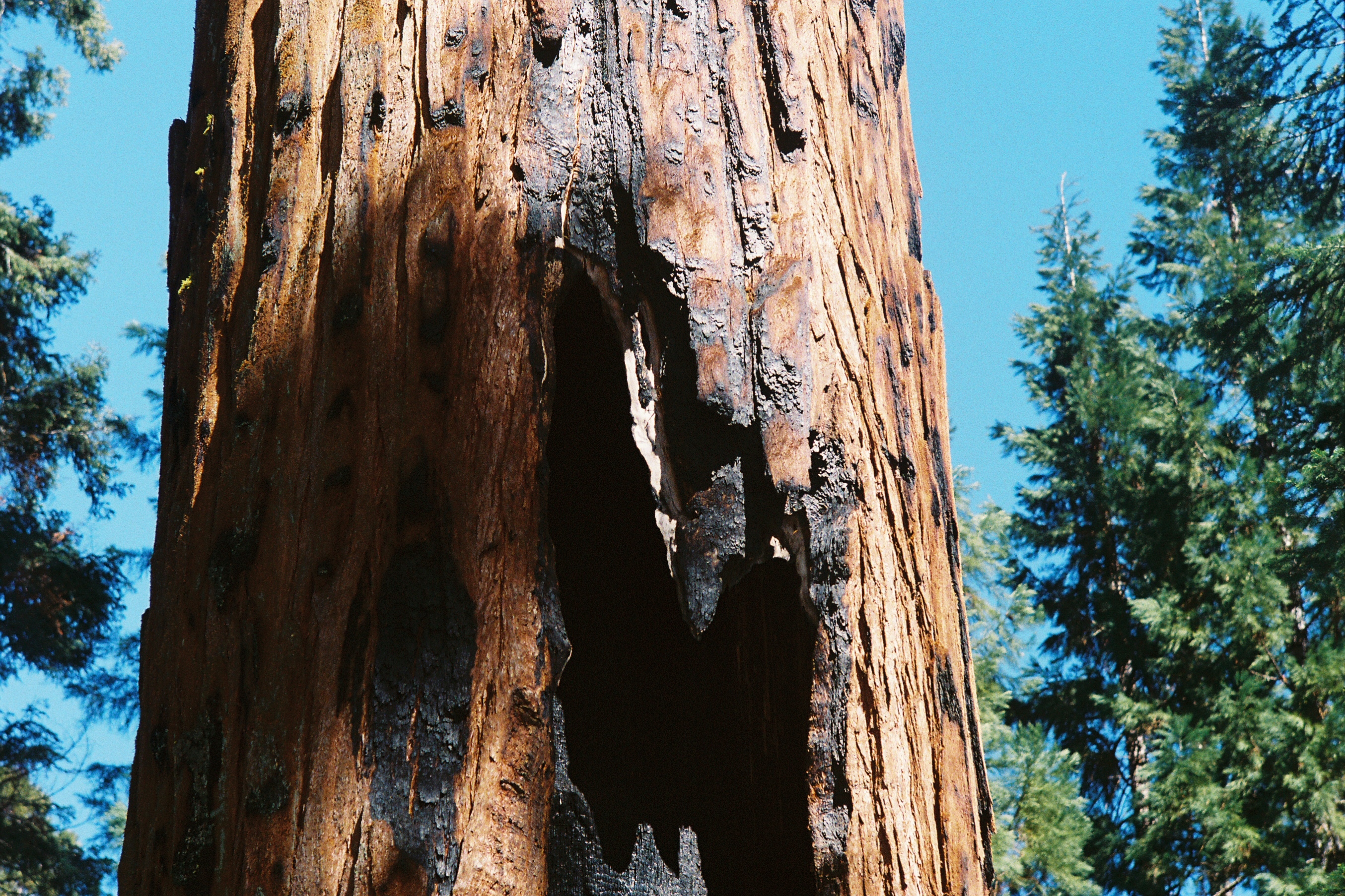 Forest trees 3