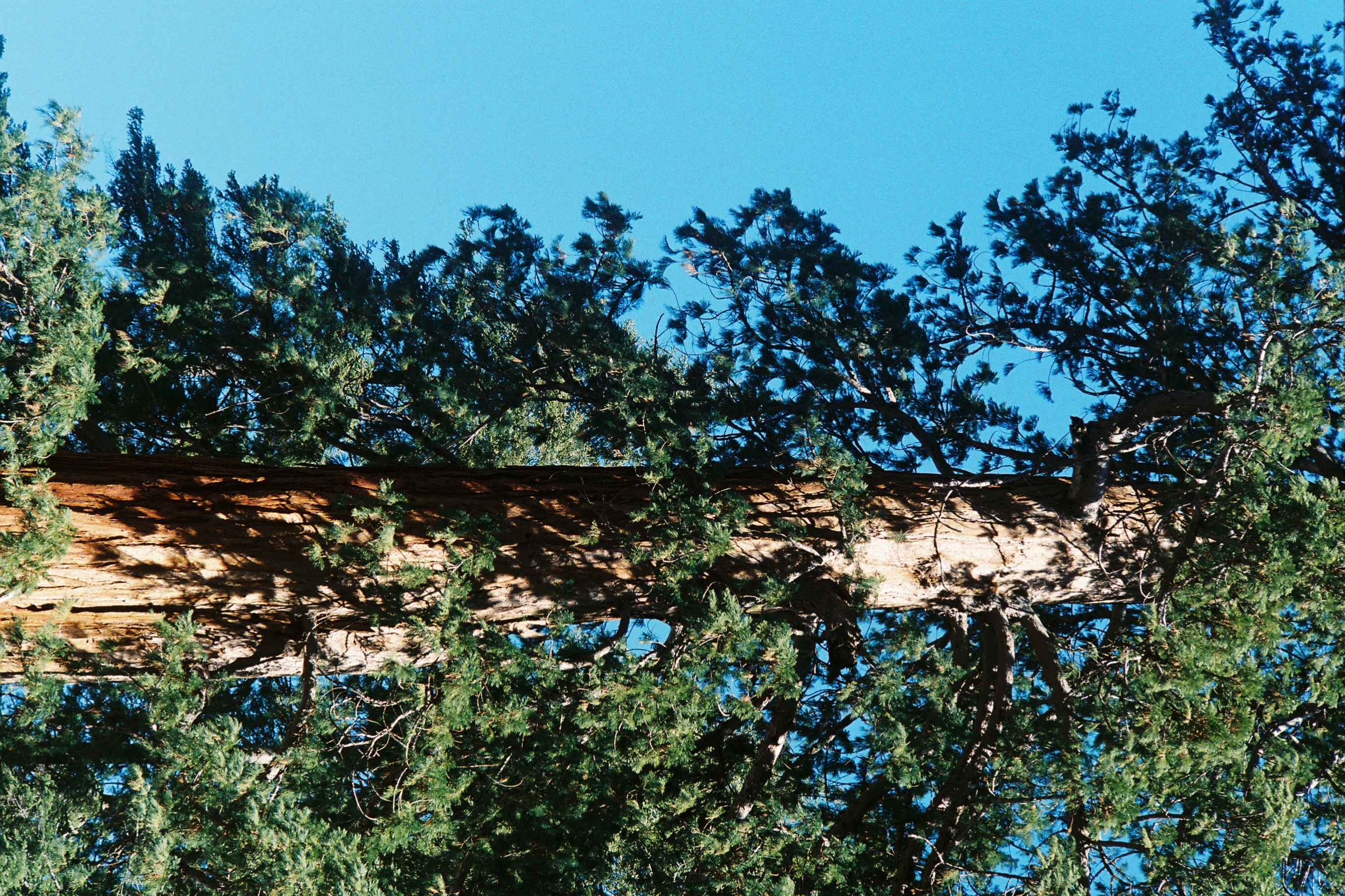 Forest trees 4