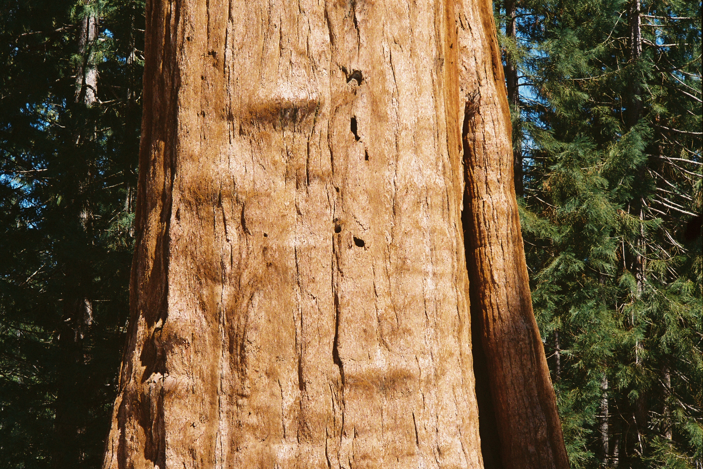 Forest trees 6