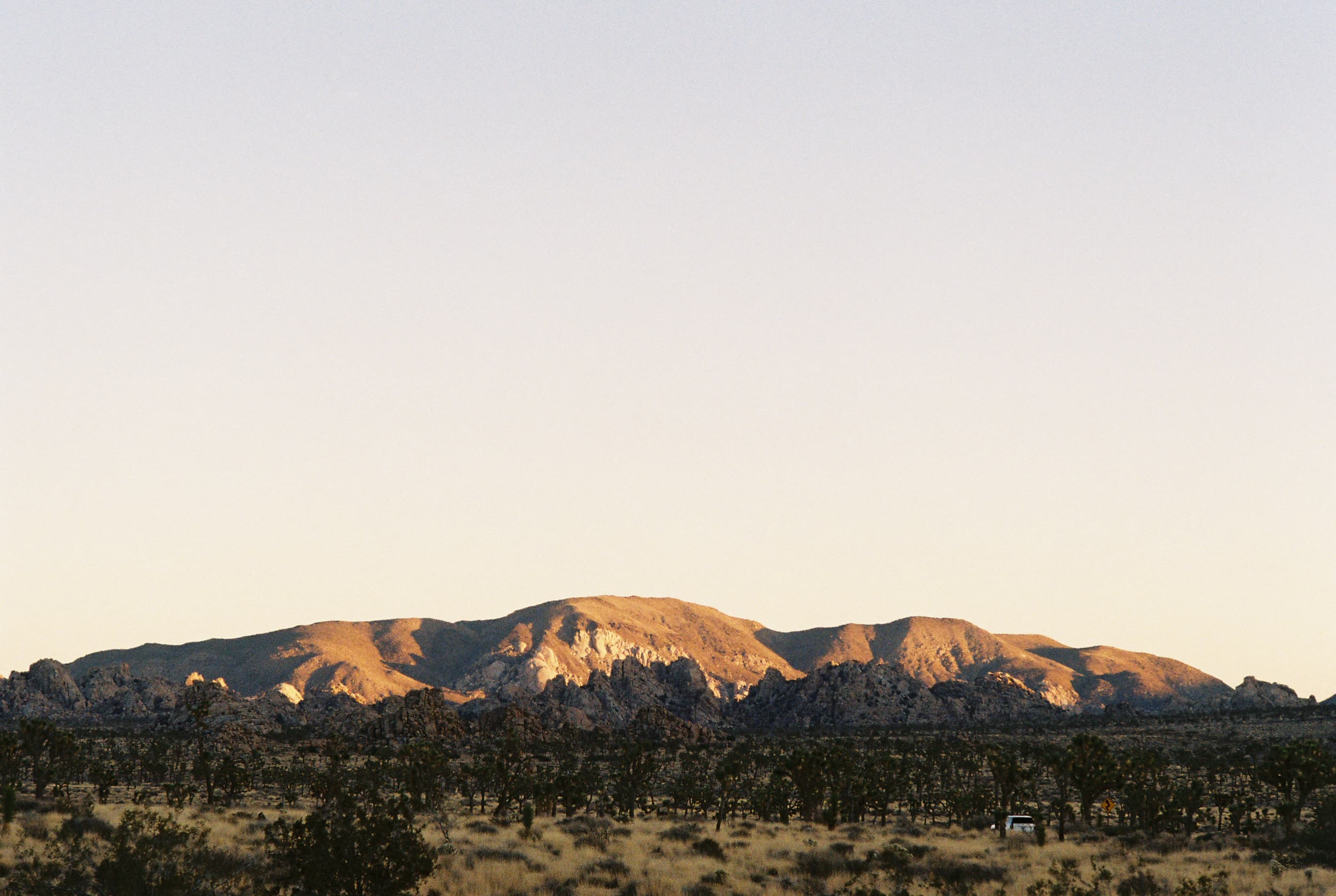 Joshua Tree no. 2 photo 1