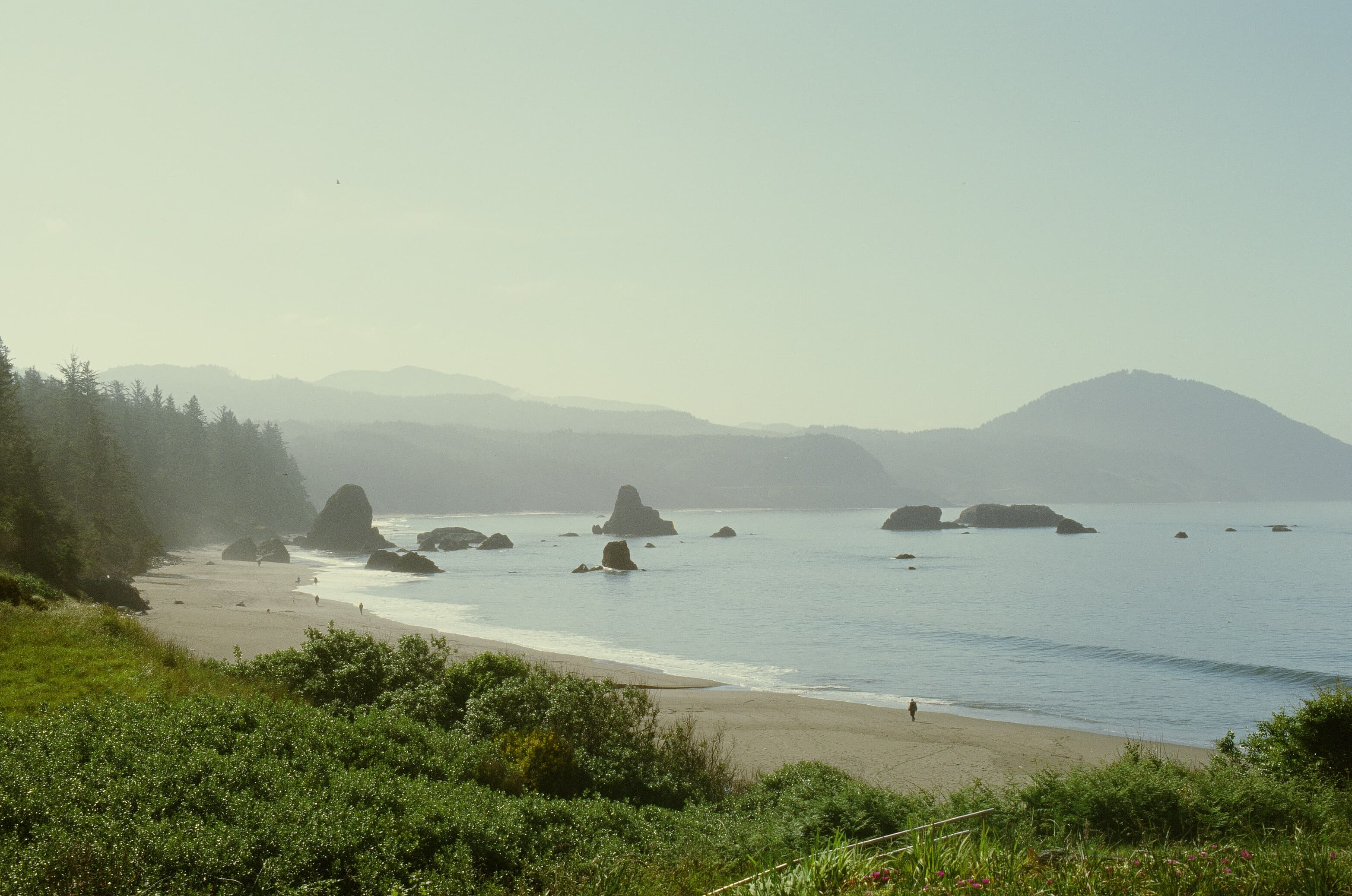 Redwoods photo 14