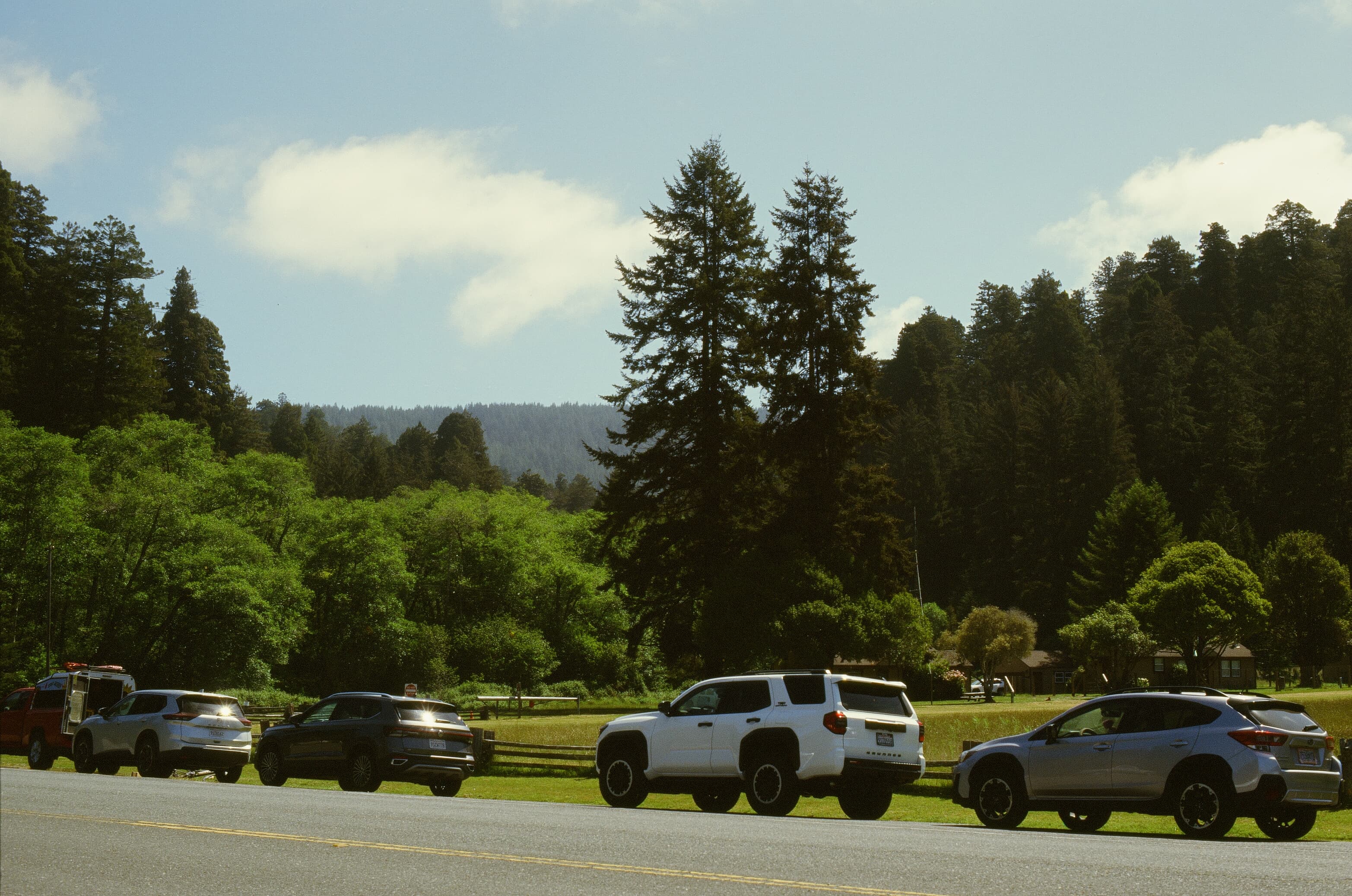 Redwoods photo 3