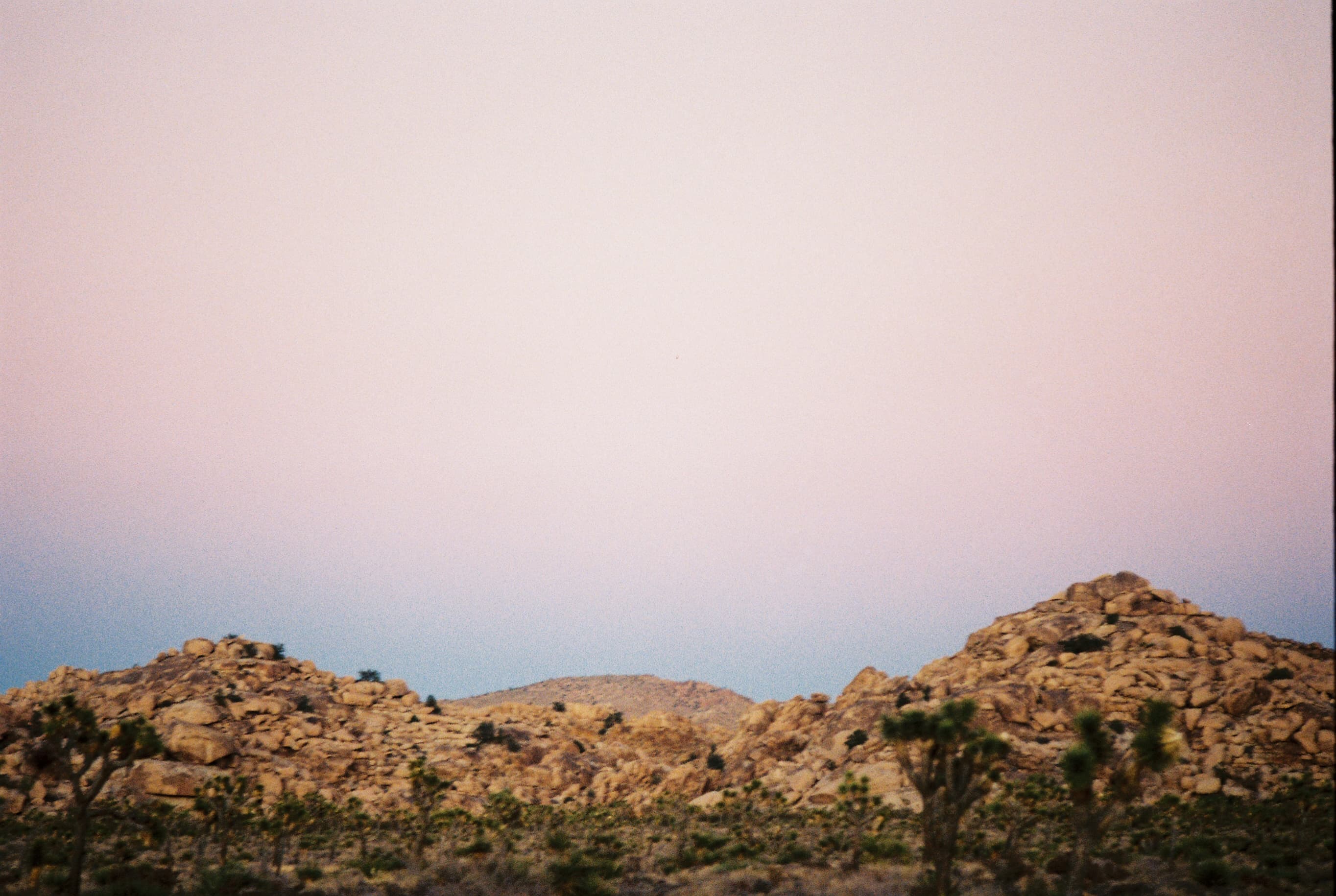 Joshua Tree no. 2 photo 2