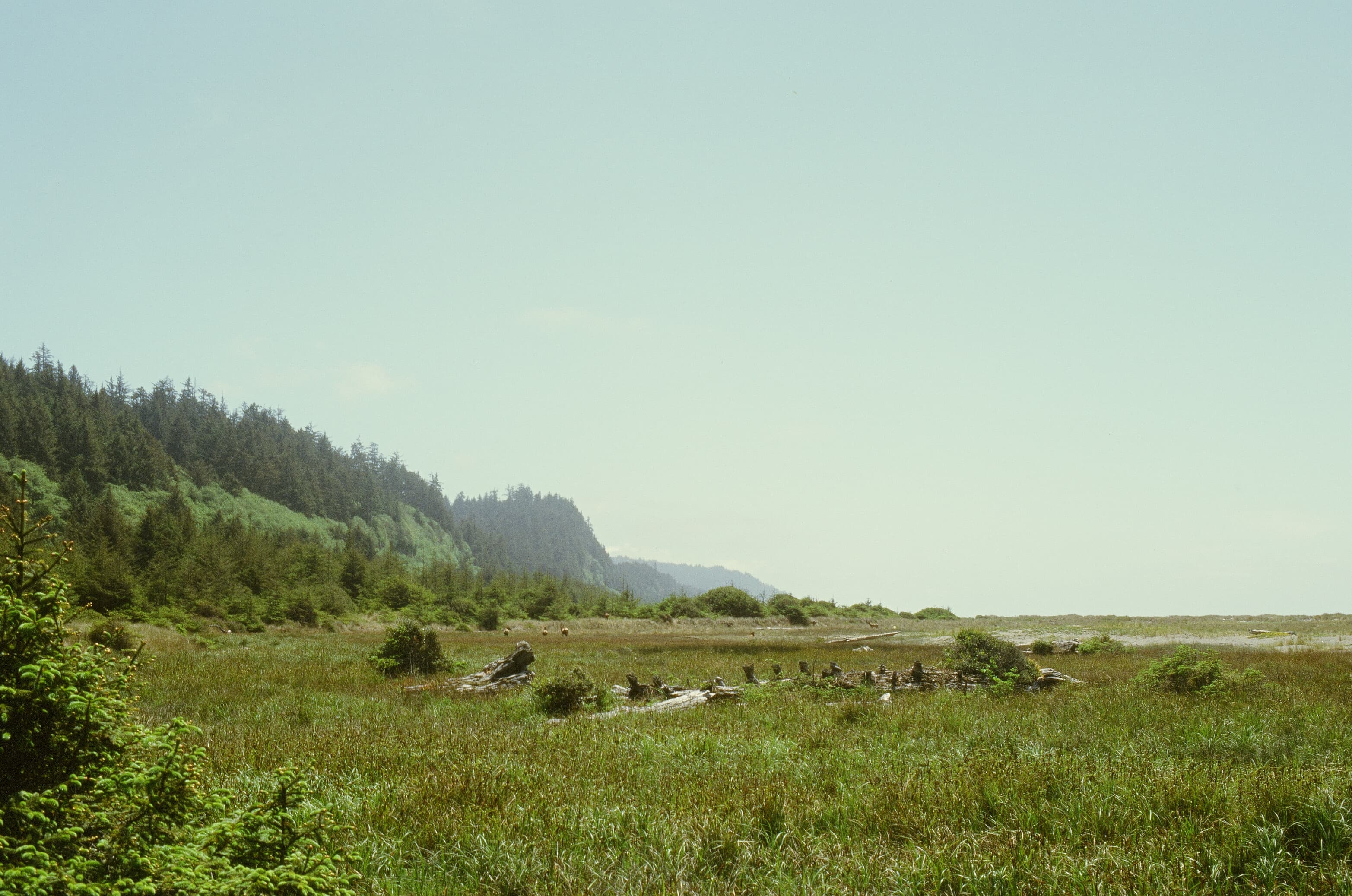 Redwoods photo 7
