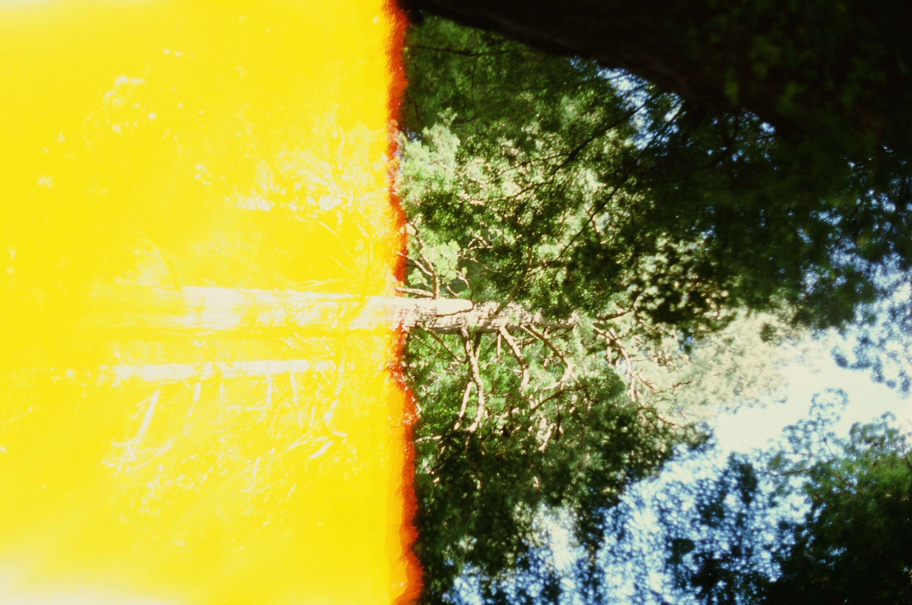 Redwoods photo 1