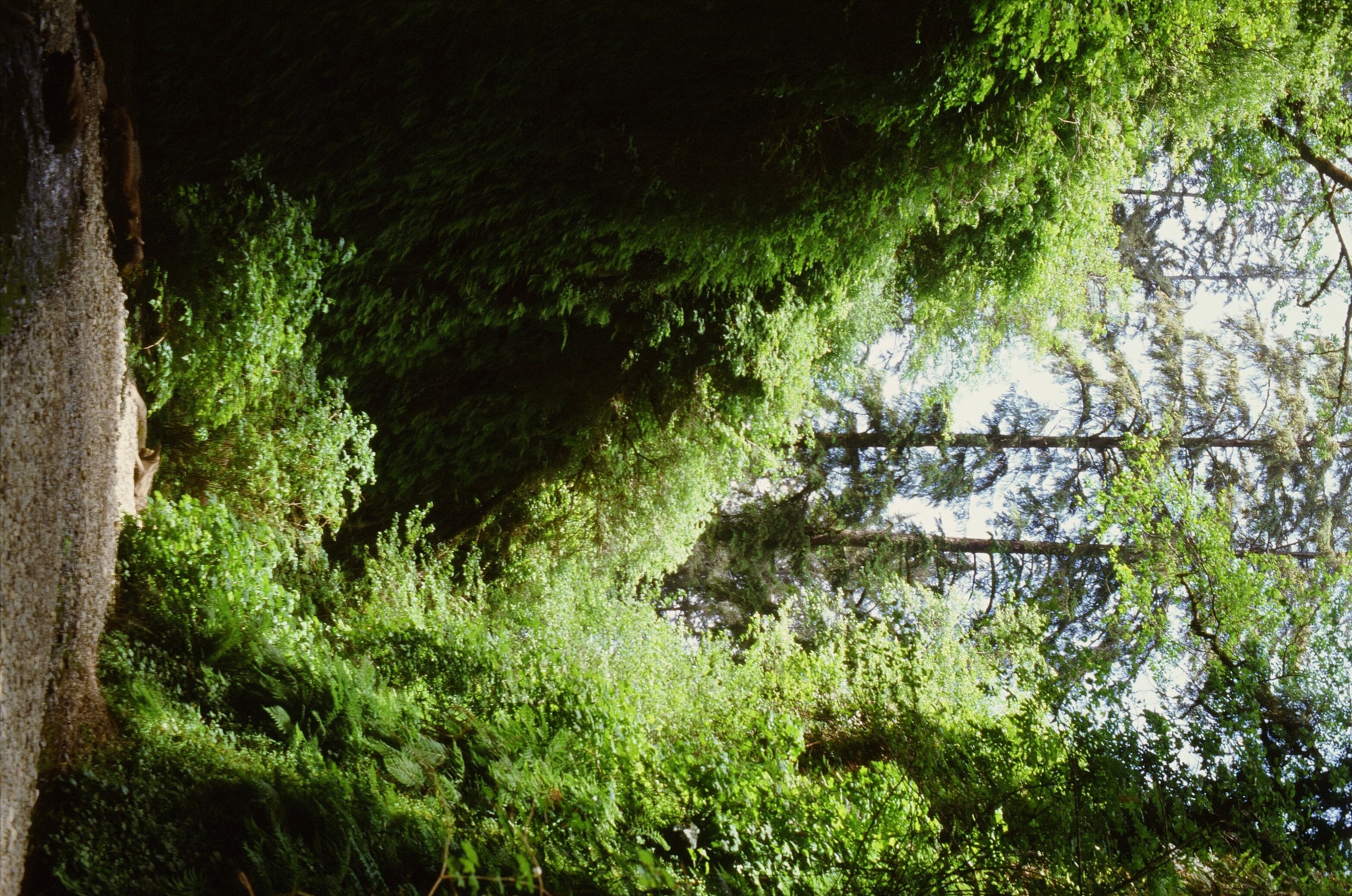 Redwoods photo 5