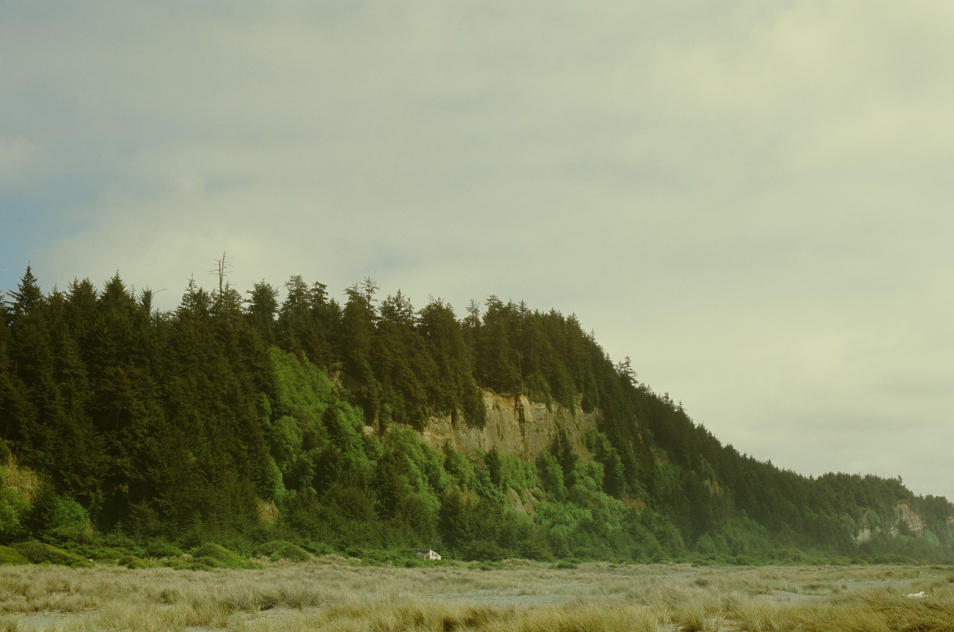 Redwoods photo 8
