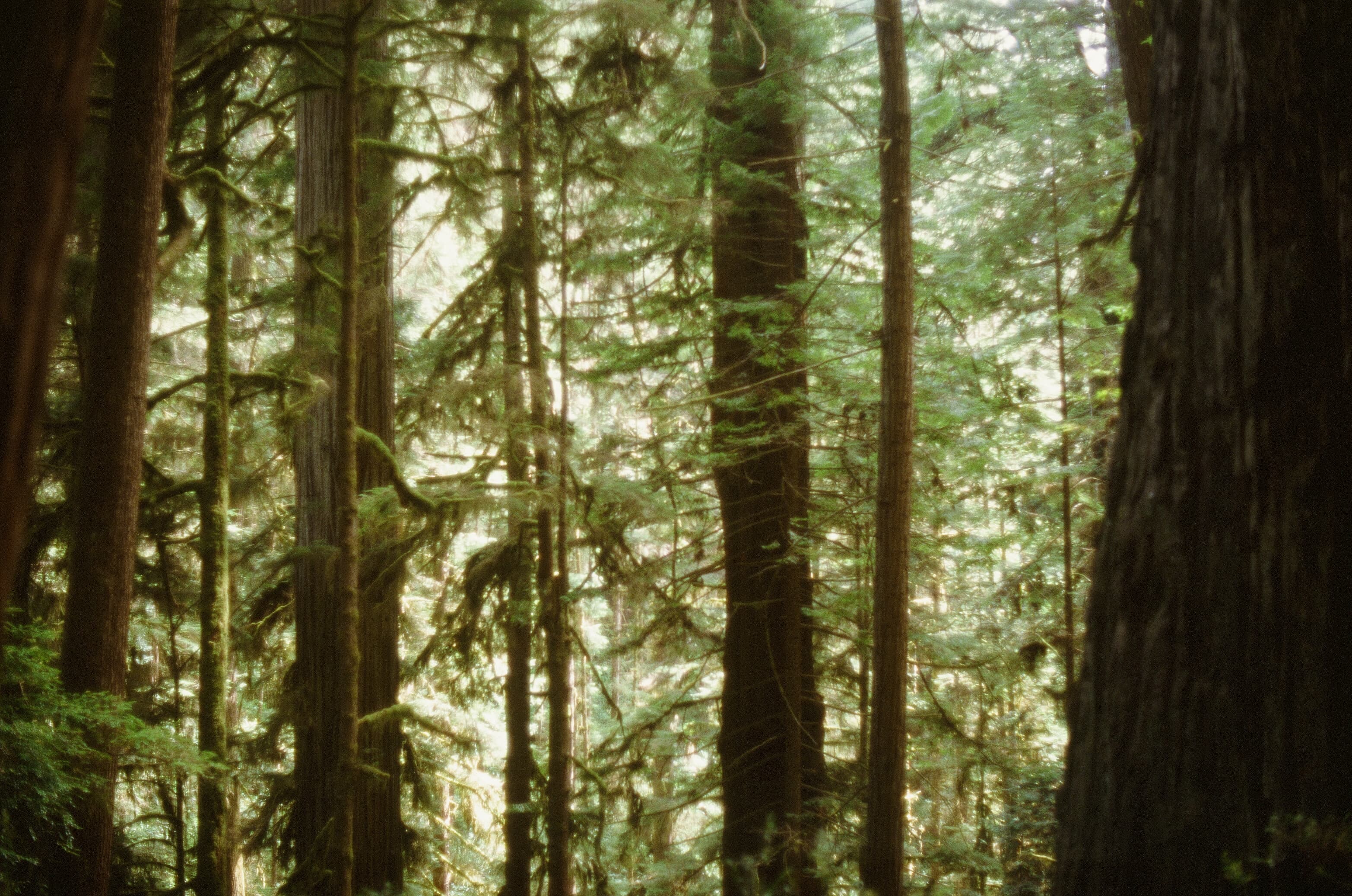 Redwoods photo 9