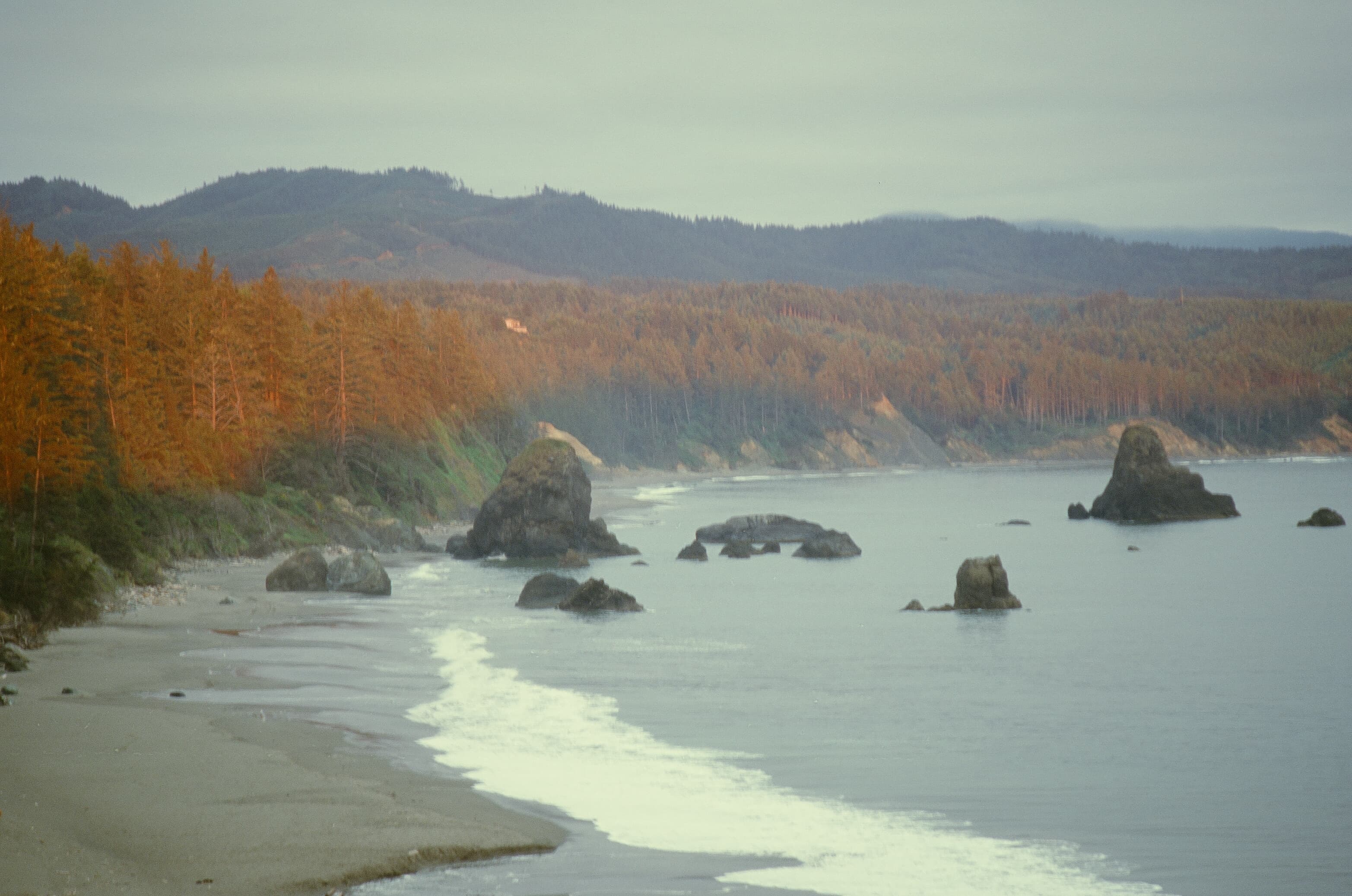 Redwoods photo 15