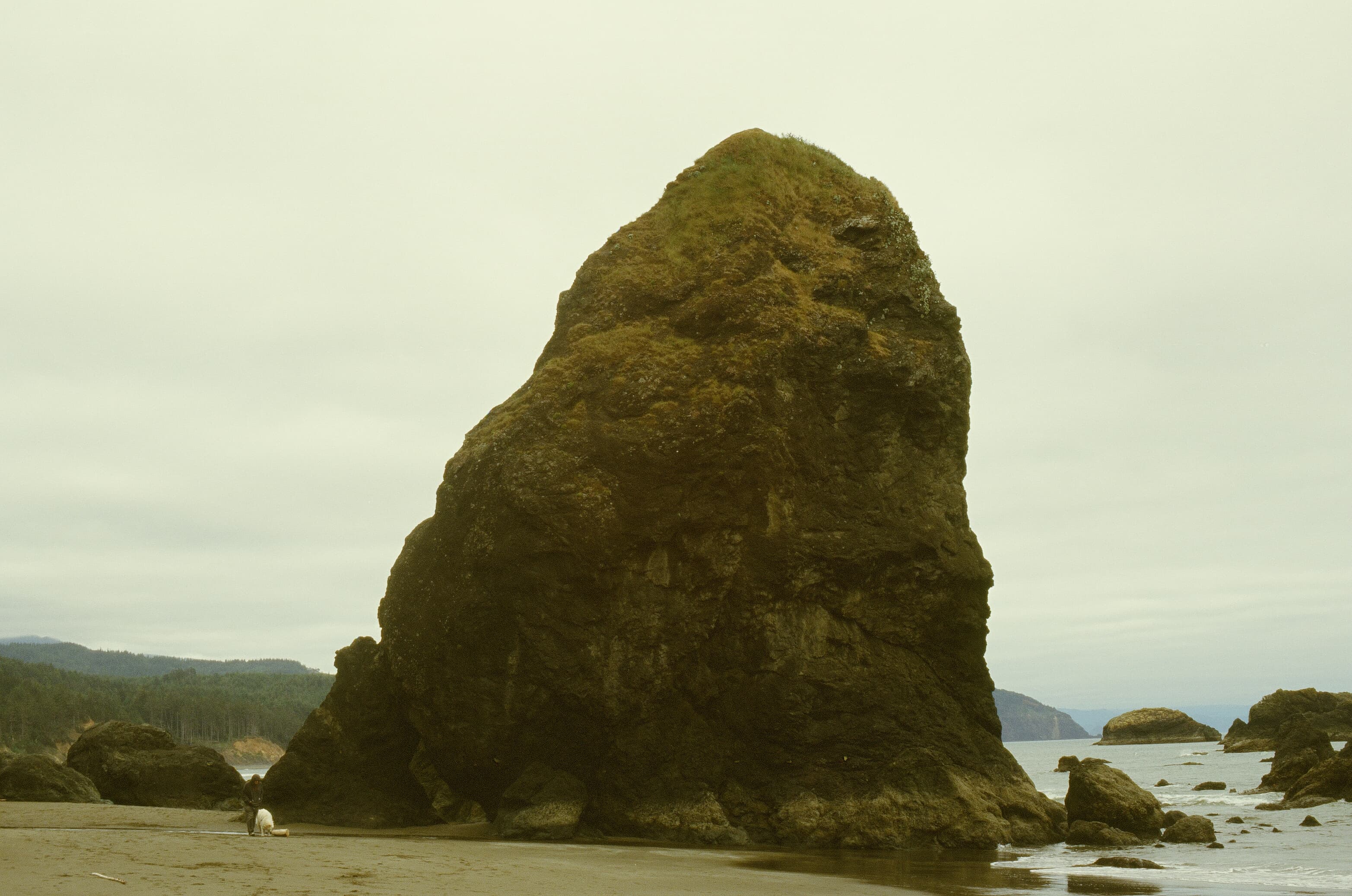 Redwoods photo 16
