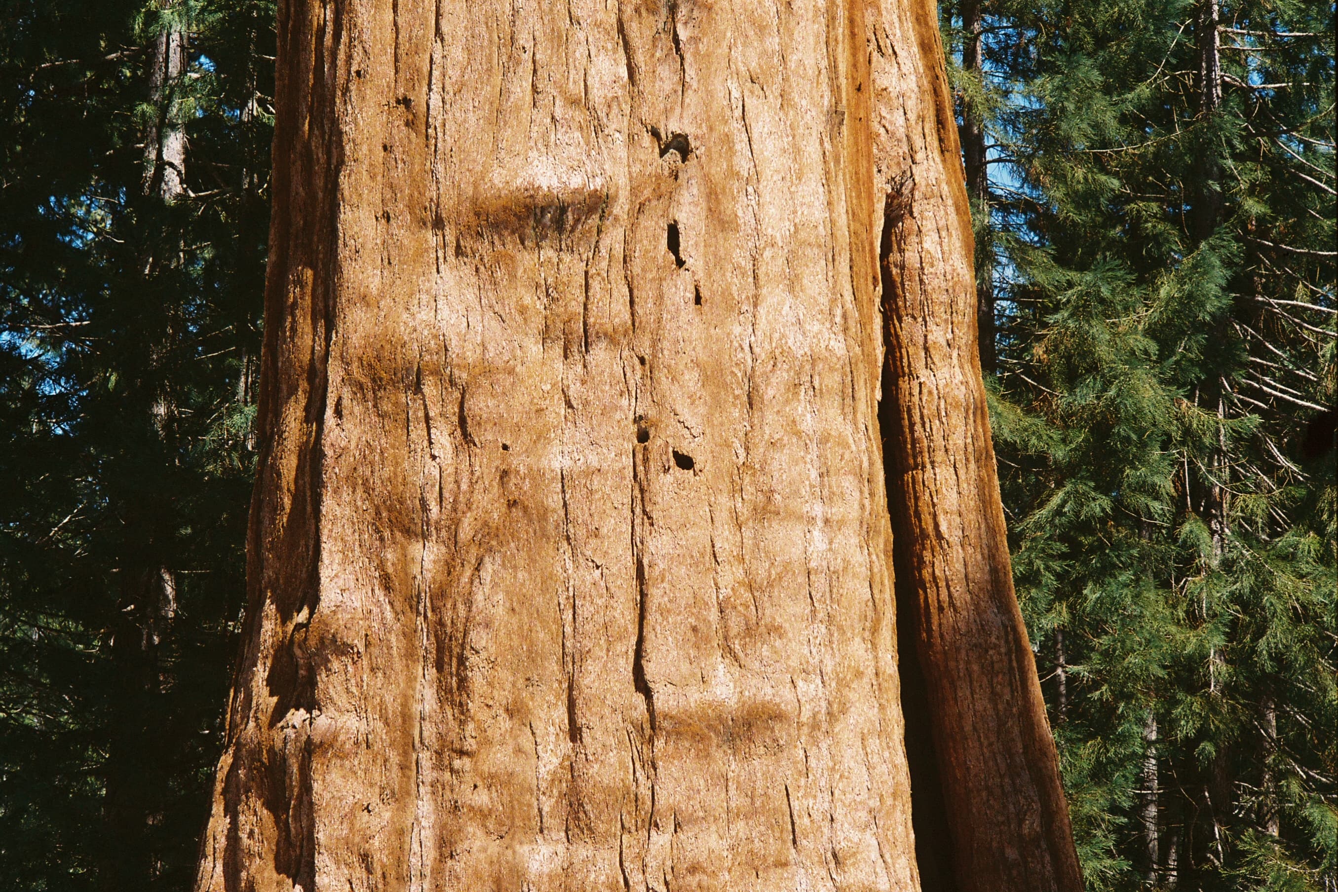 Forest trees 6