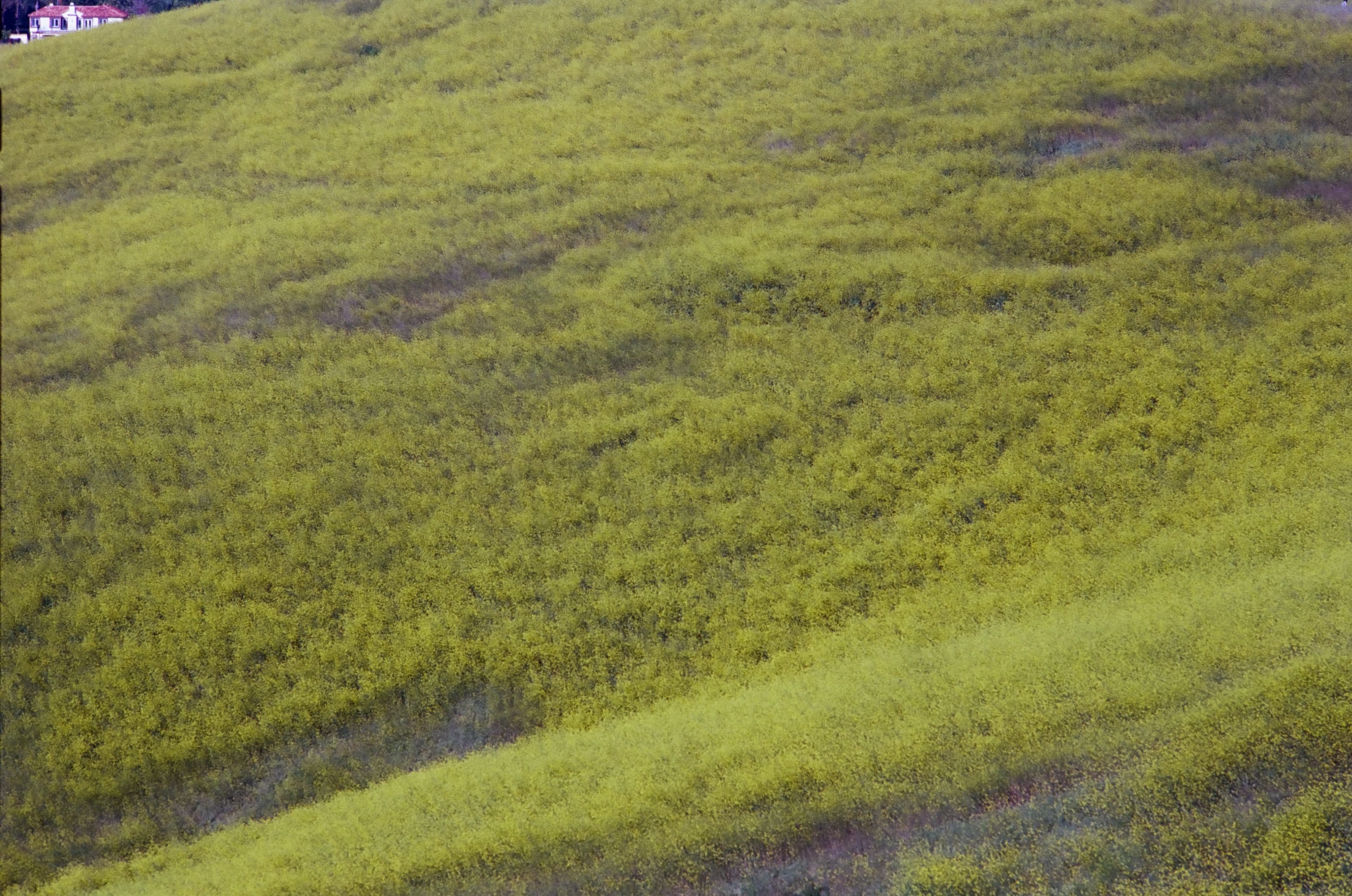 Yellowstone photo 1