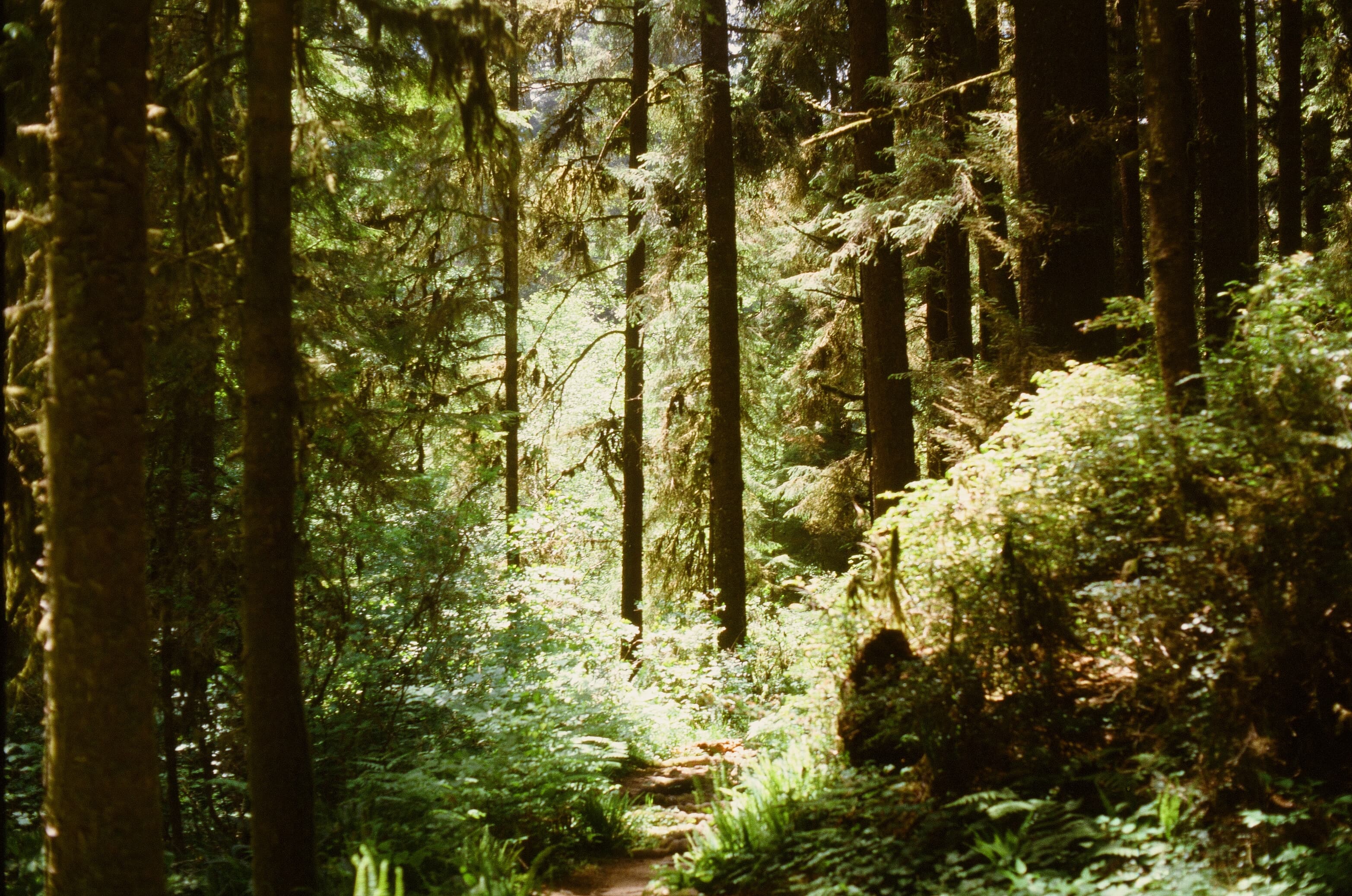 redwoods photo 1
