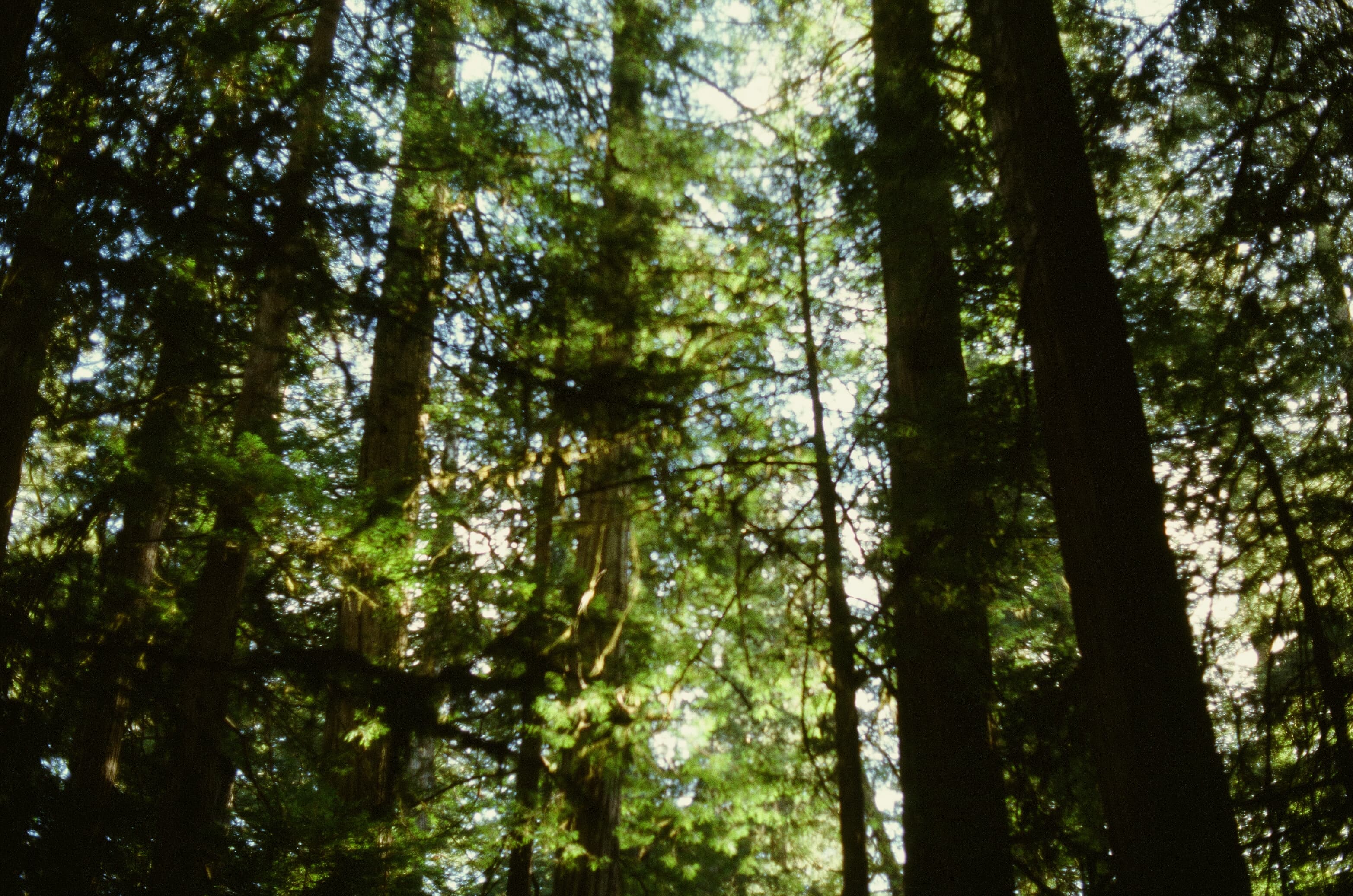 redwoods photo 2